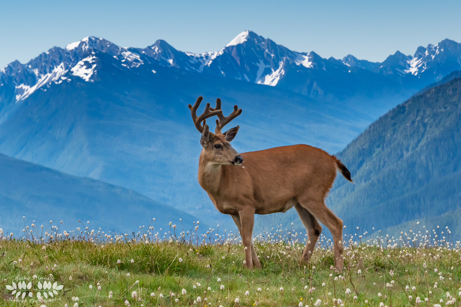 Buck Mountain