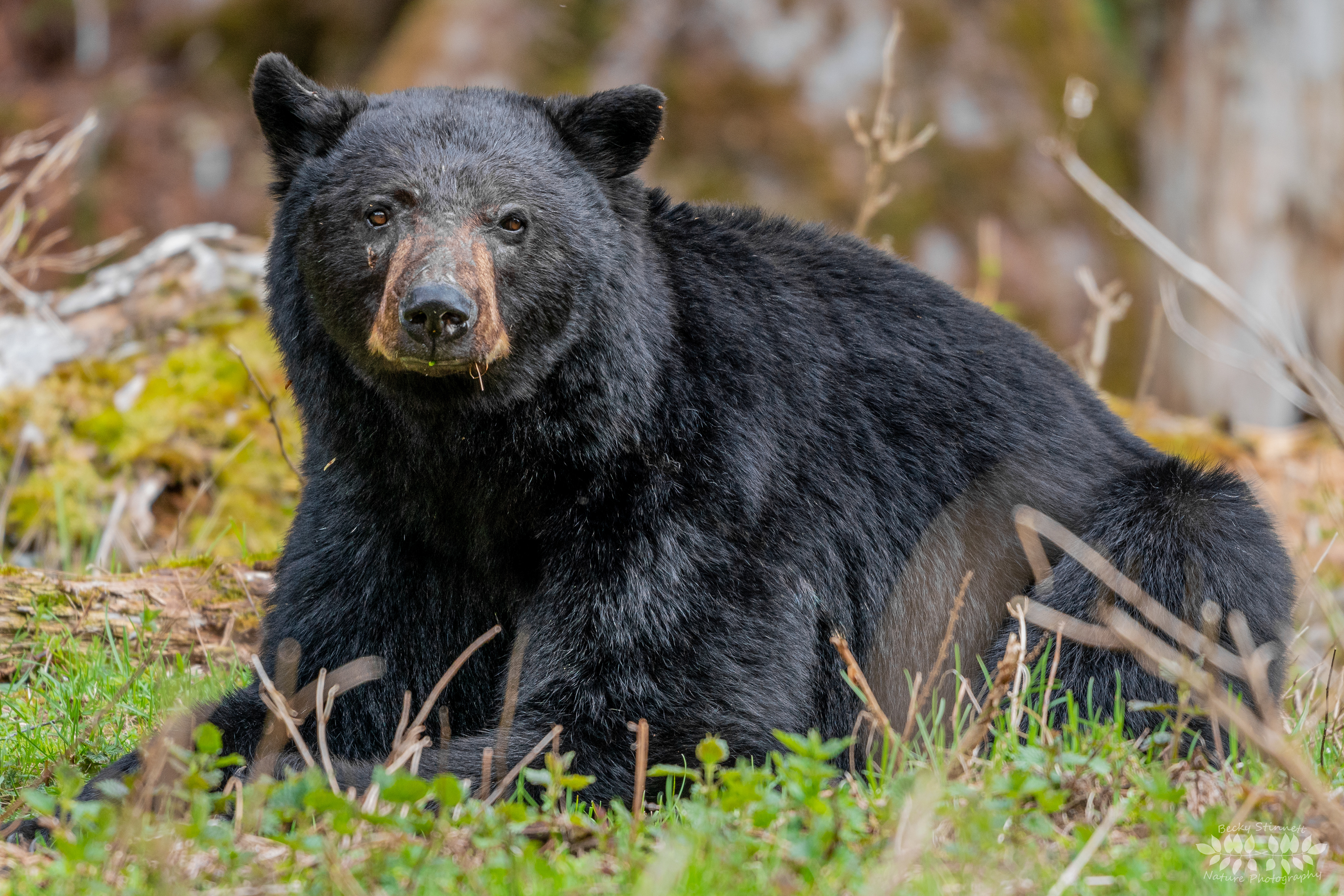 Attentive Black Bear