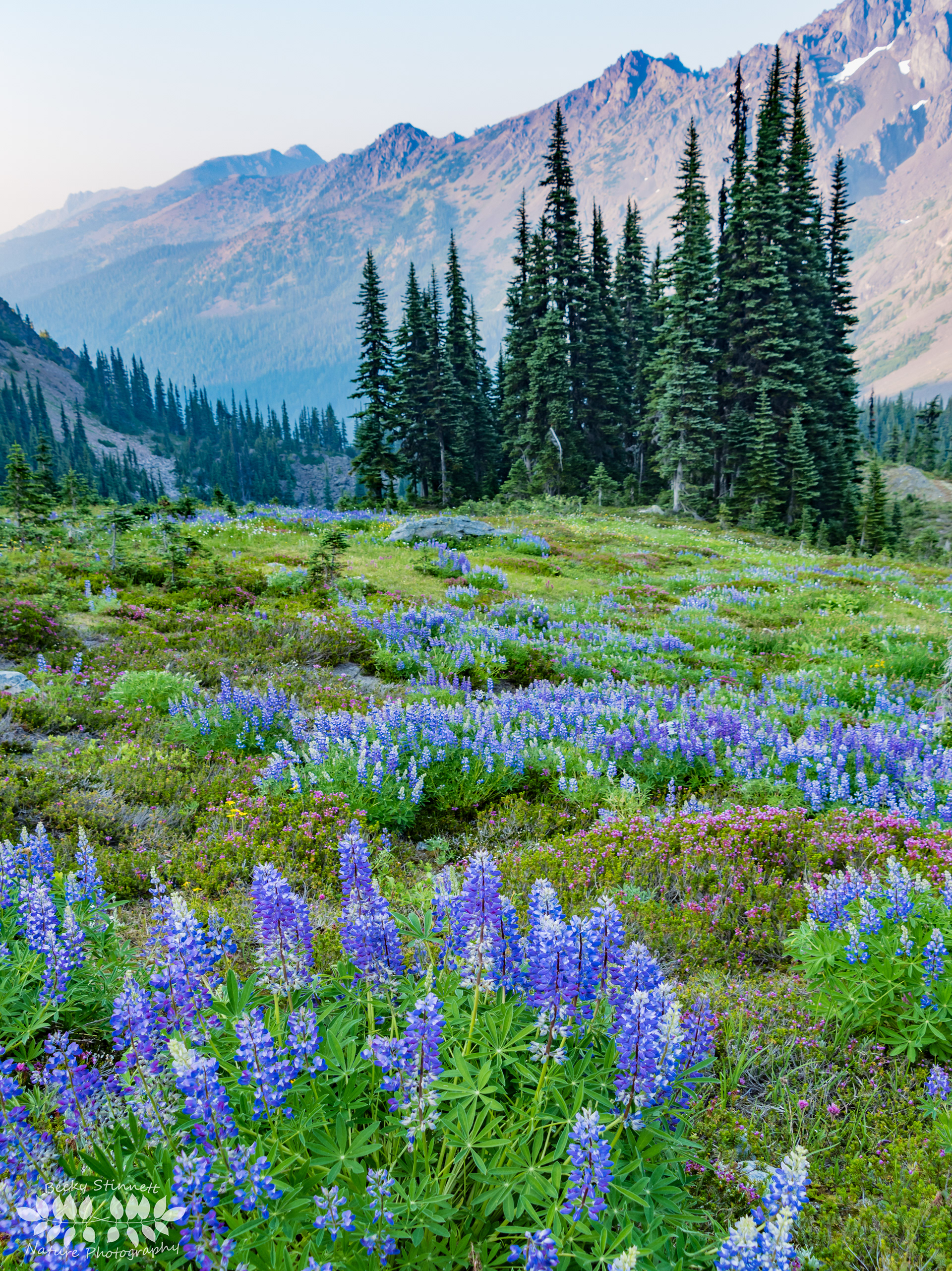 Constance Pass Lupines
