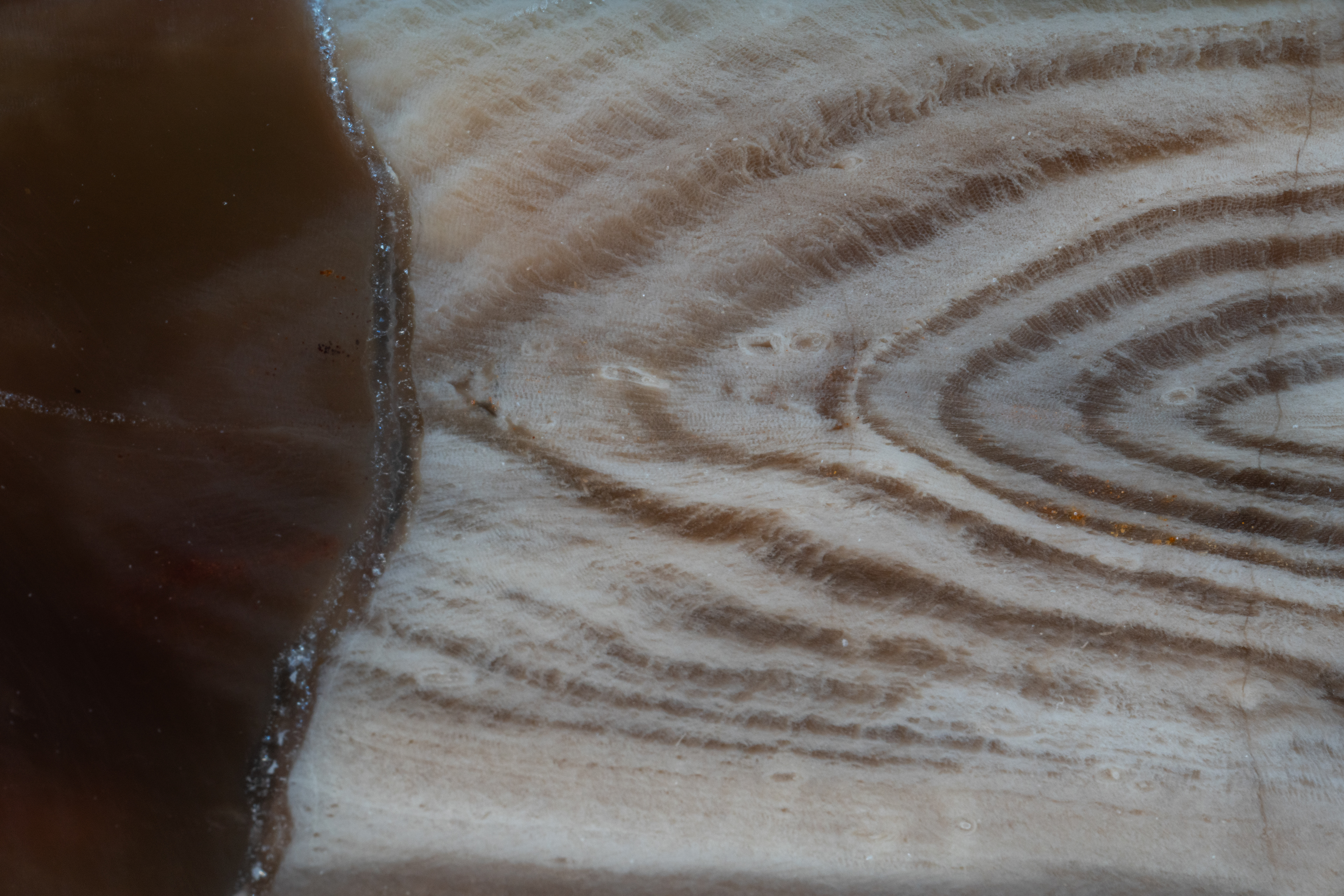 Petrified Wood