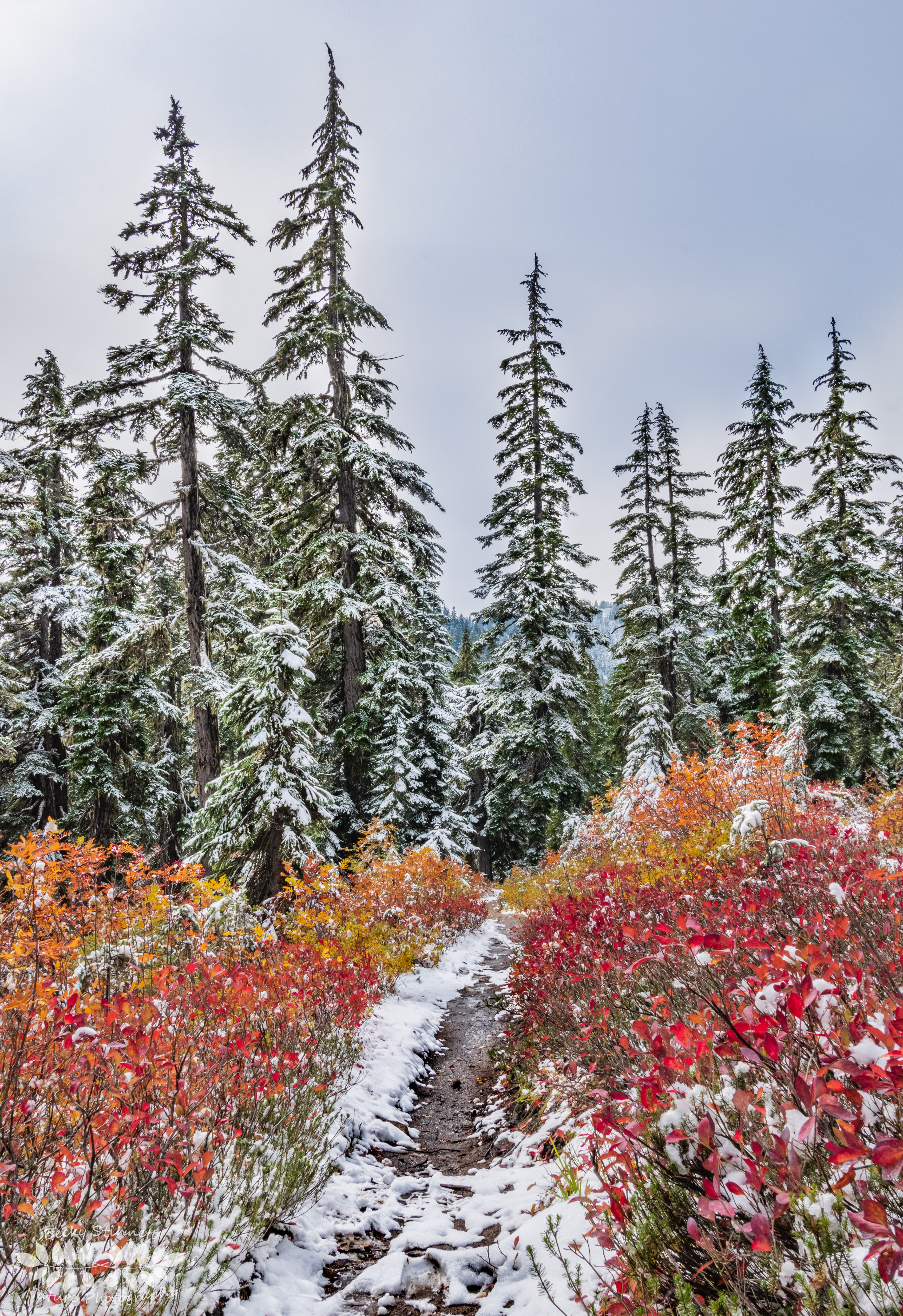 Fresh Autumn Snow