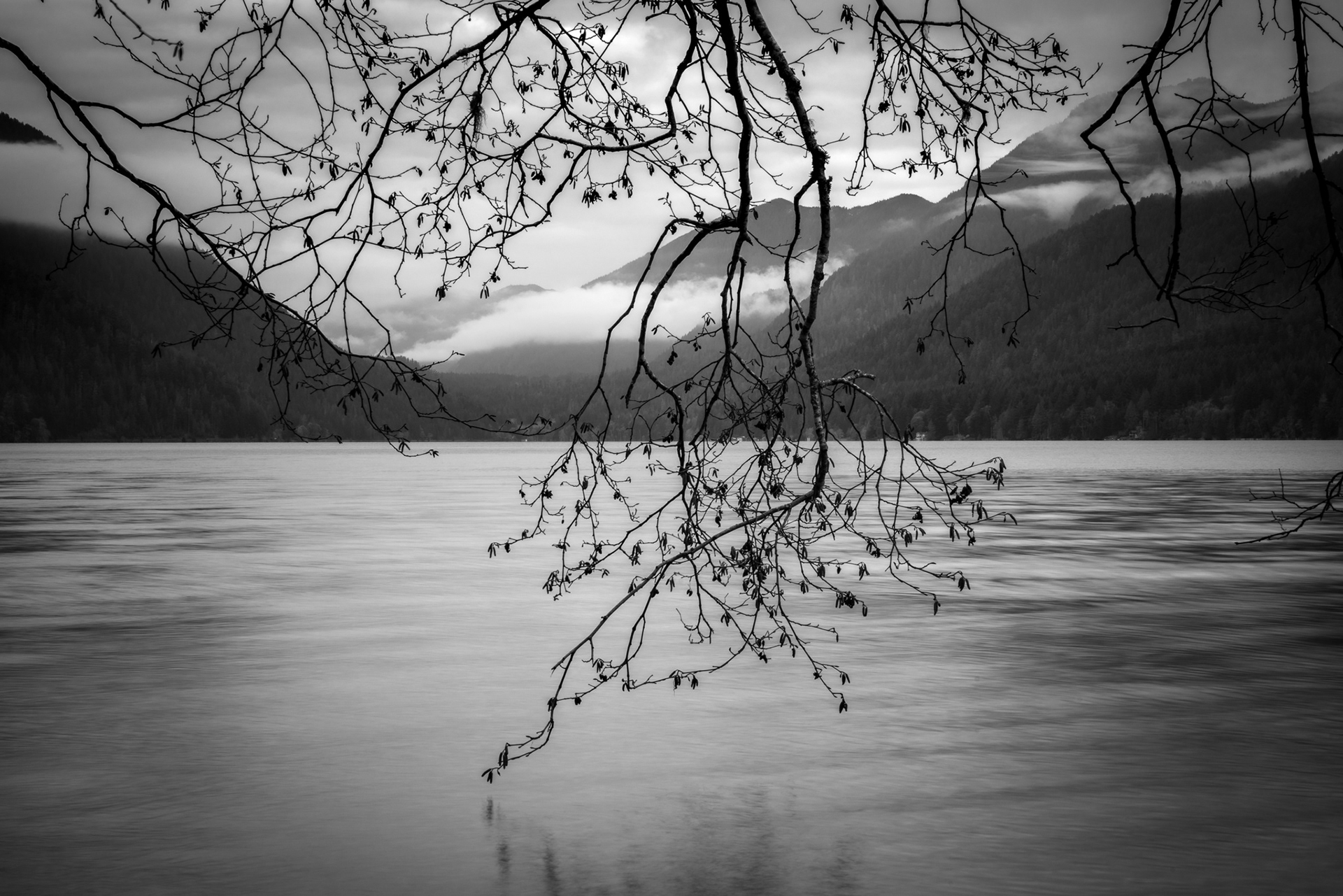 Beneath the Winter Alder