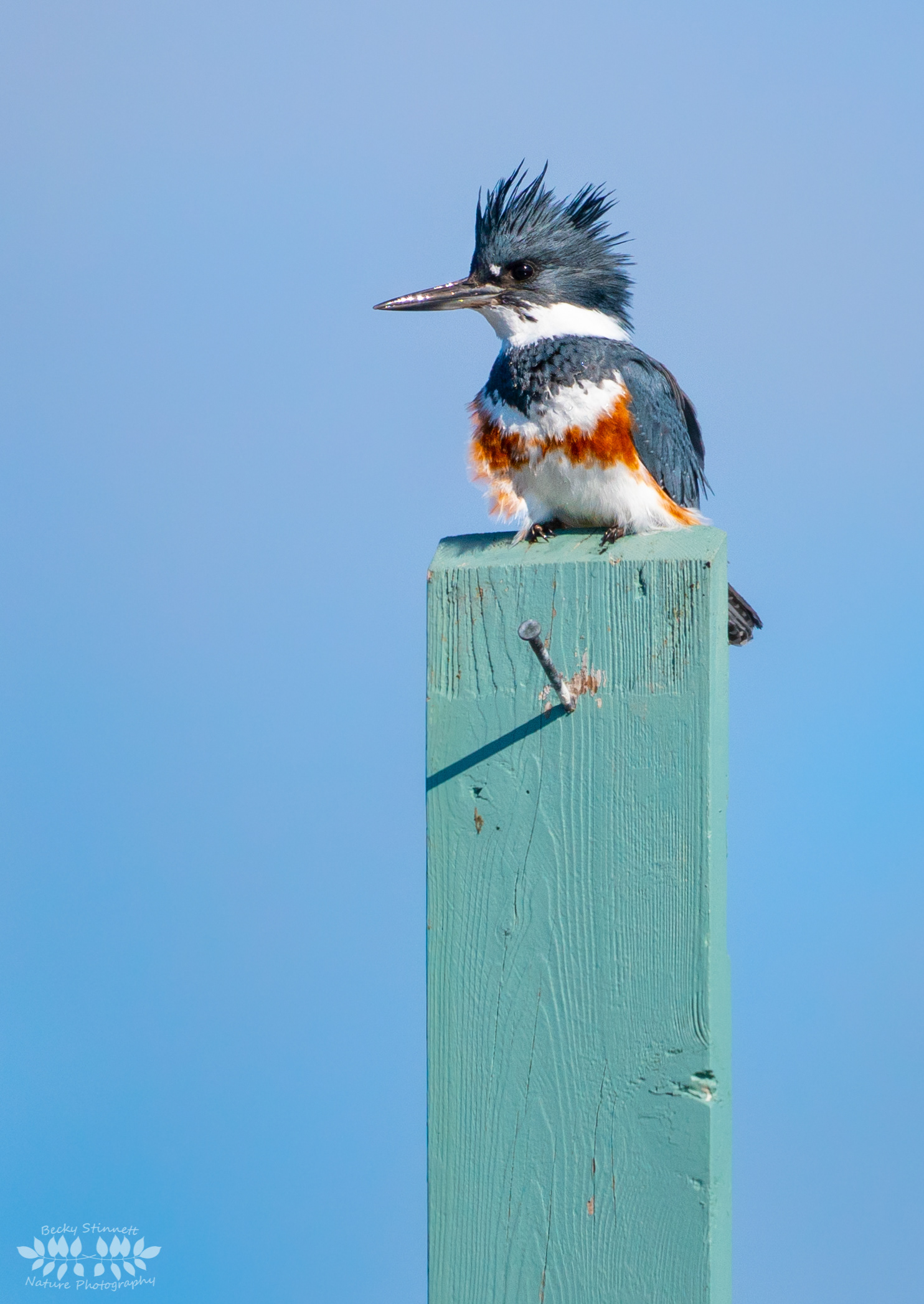 Belted Kingfisher