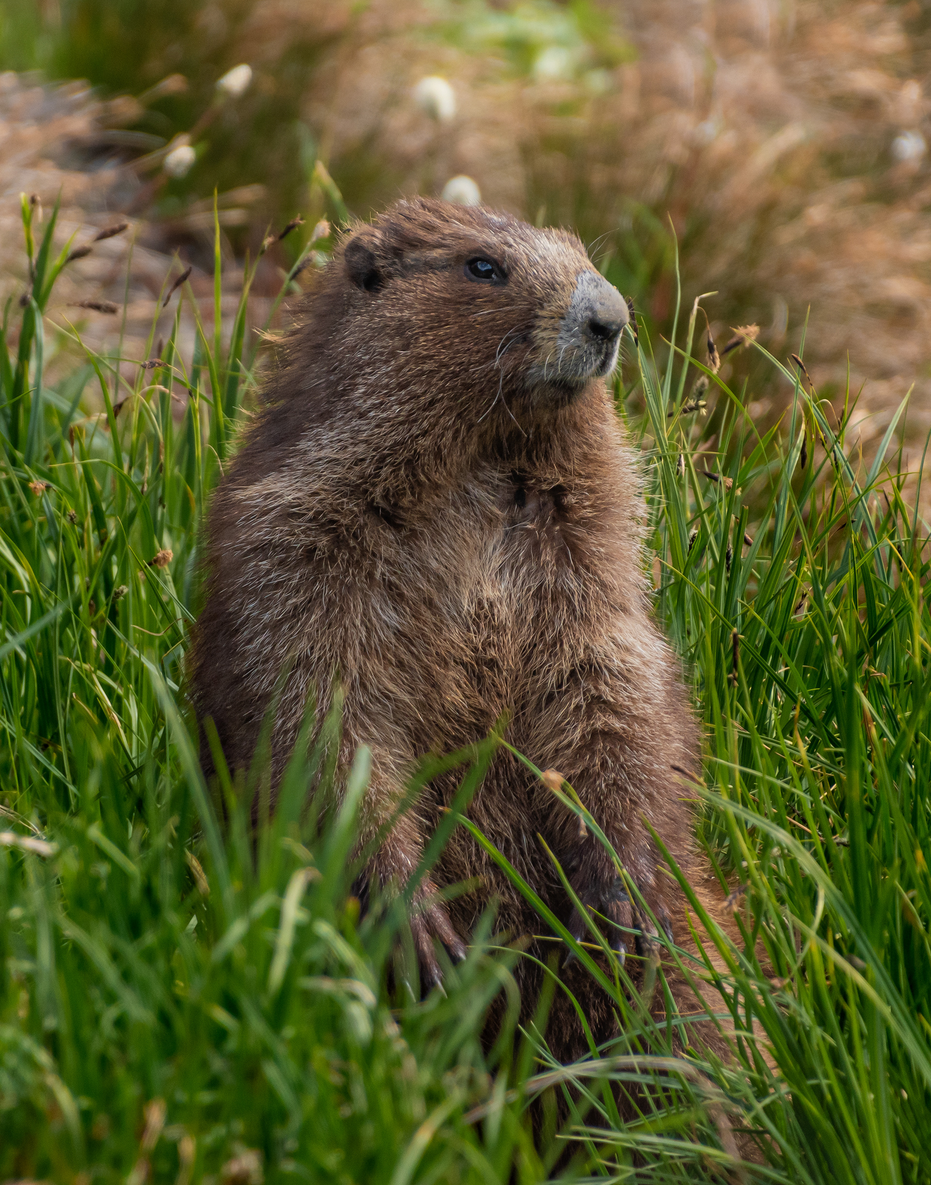 Olympic Marmot