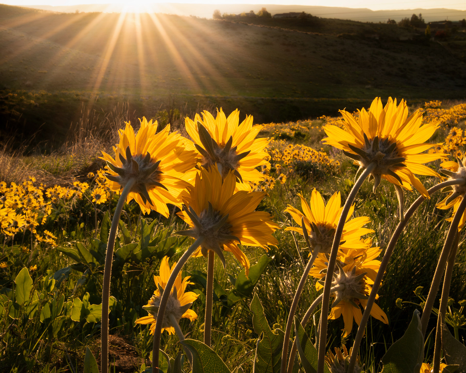 Greeting Sunrise