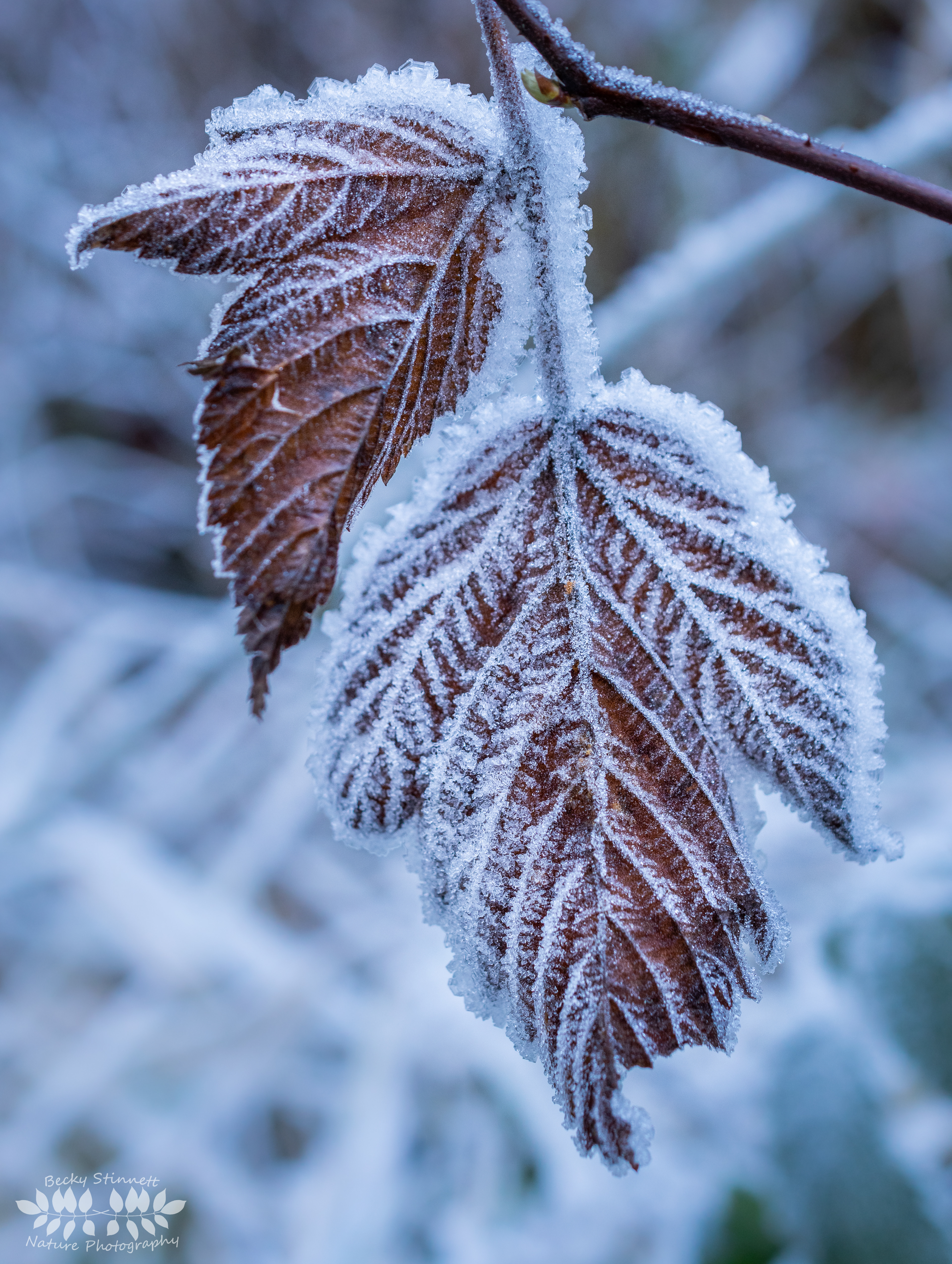 Fall's Final Grip