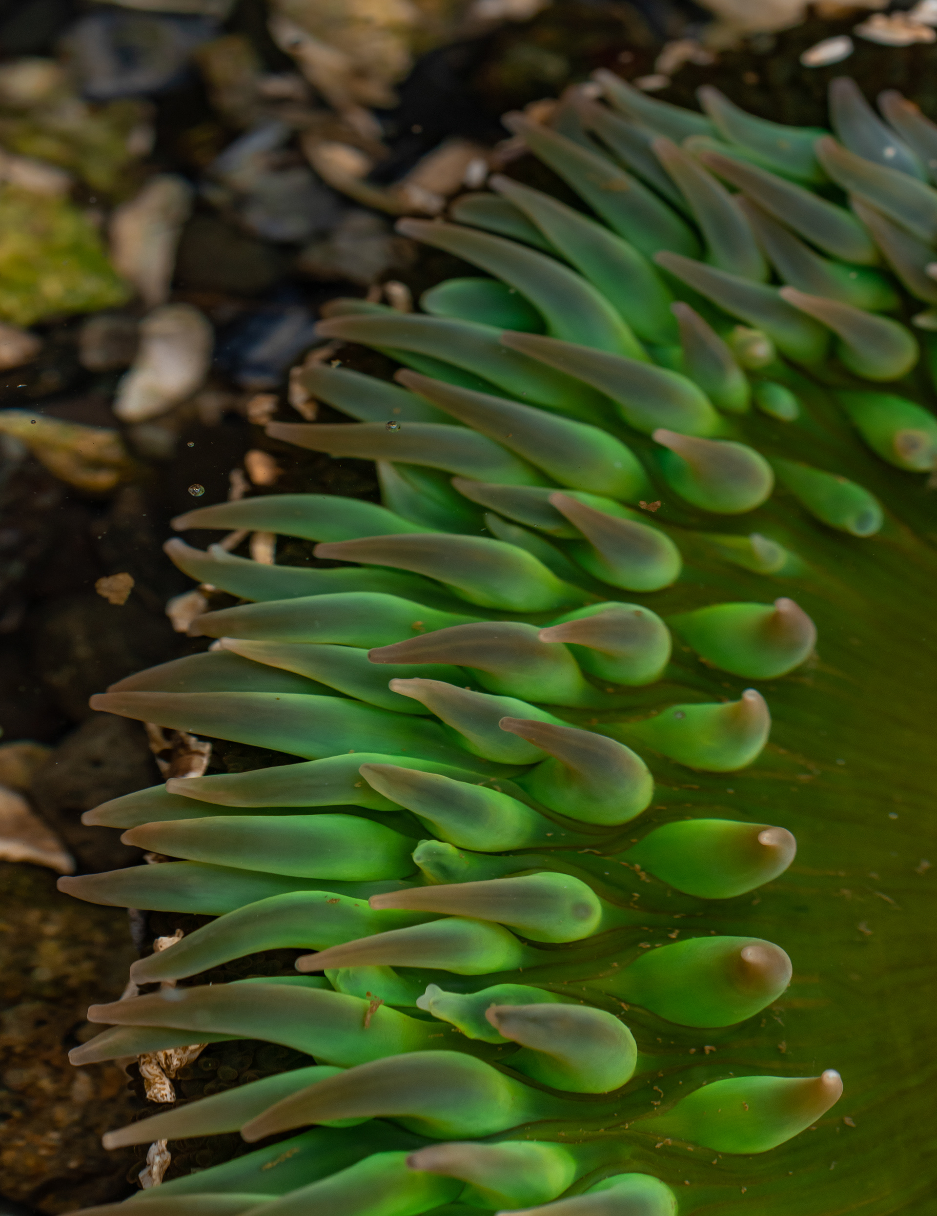 Sea Anemone