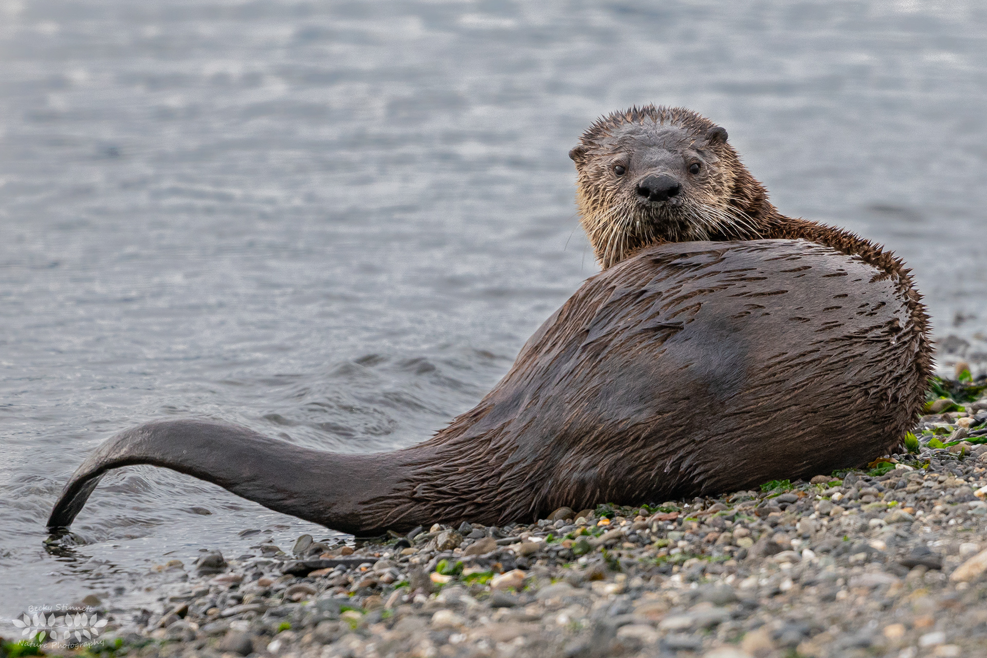 Mother Otter