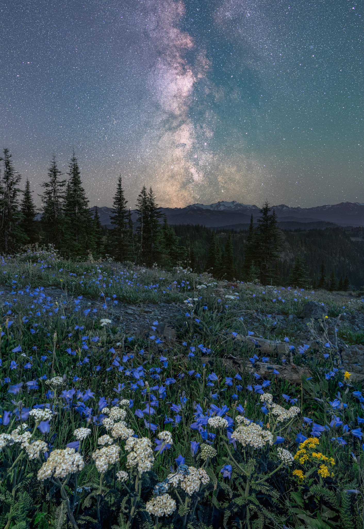 Stargazing Flora
