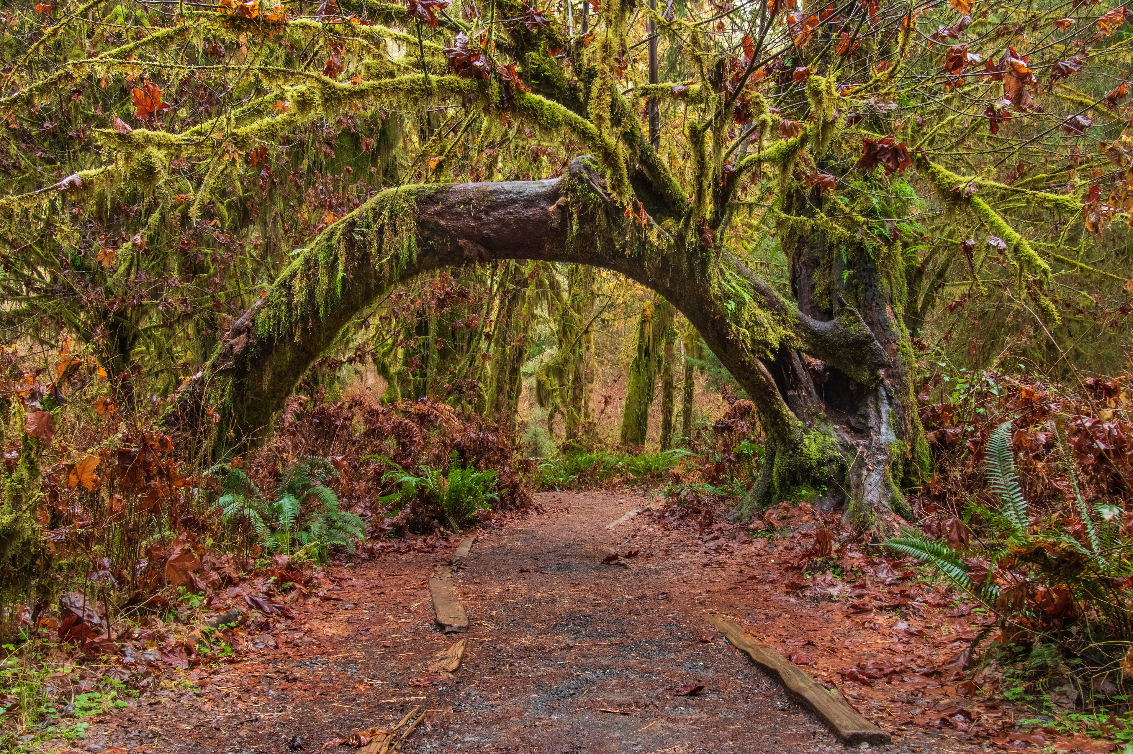 Hall of Mosses Natural Arch