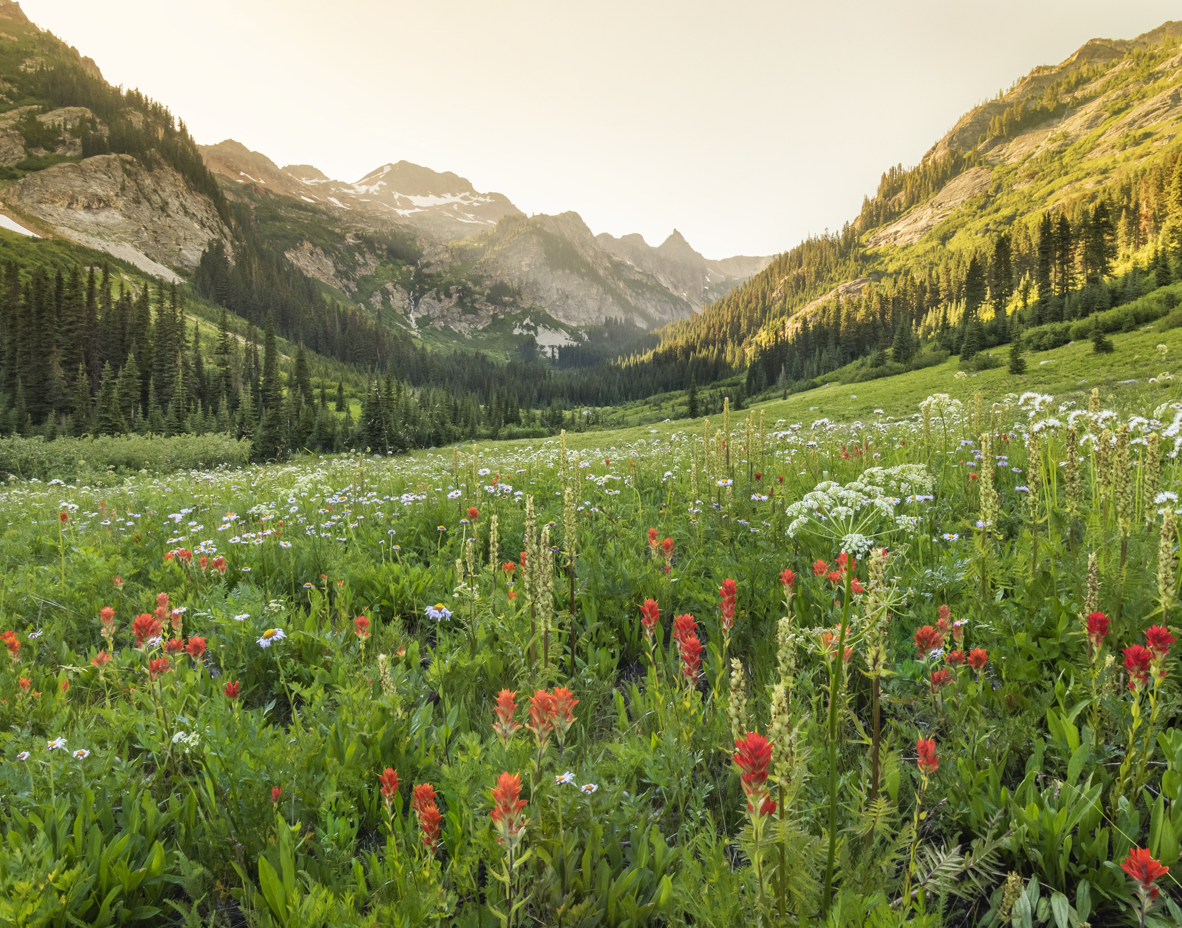 Spider Meadows Golden Hour