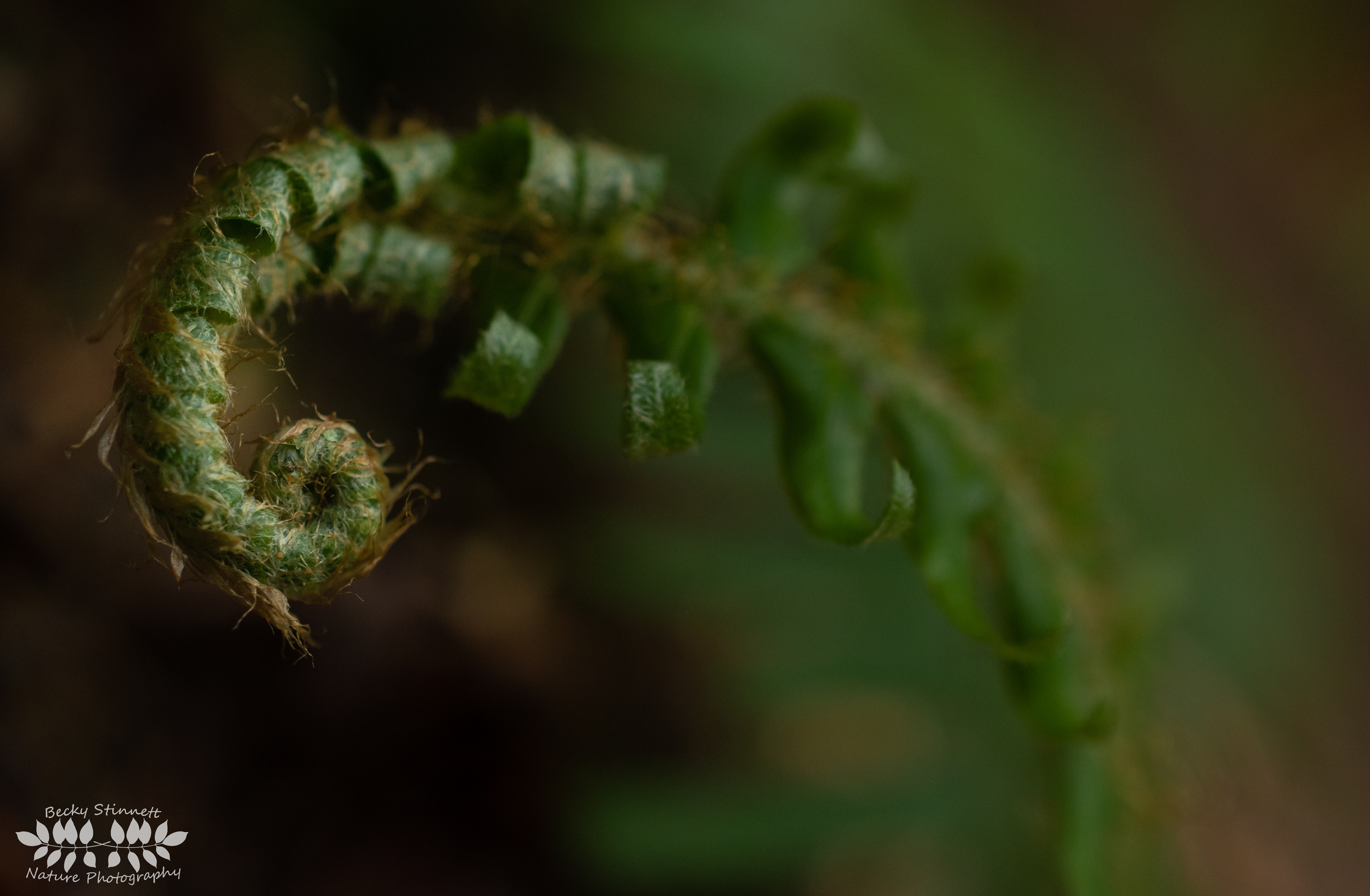 New Growth