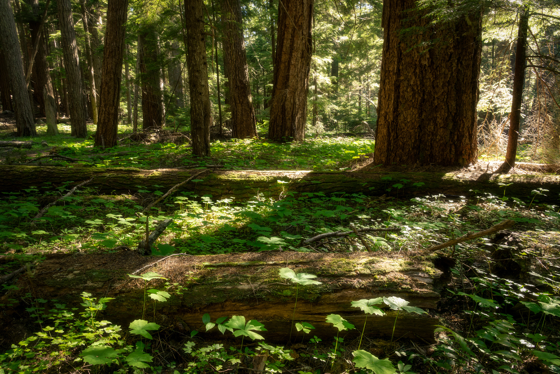 Understory