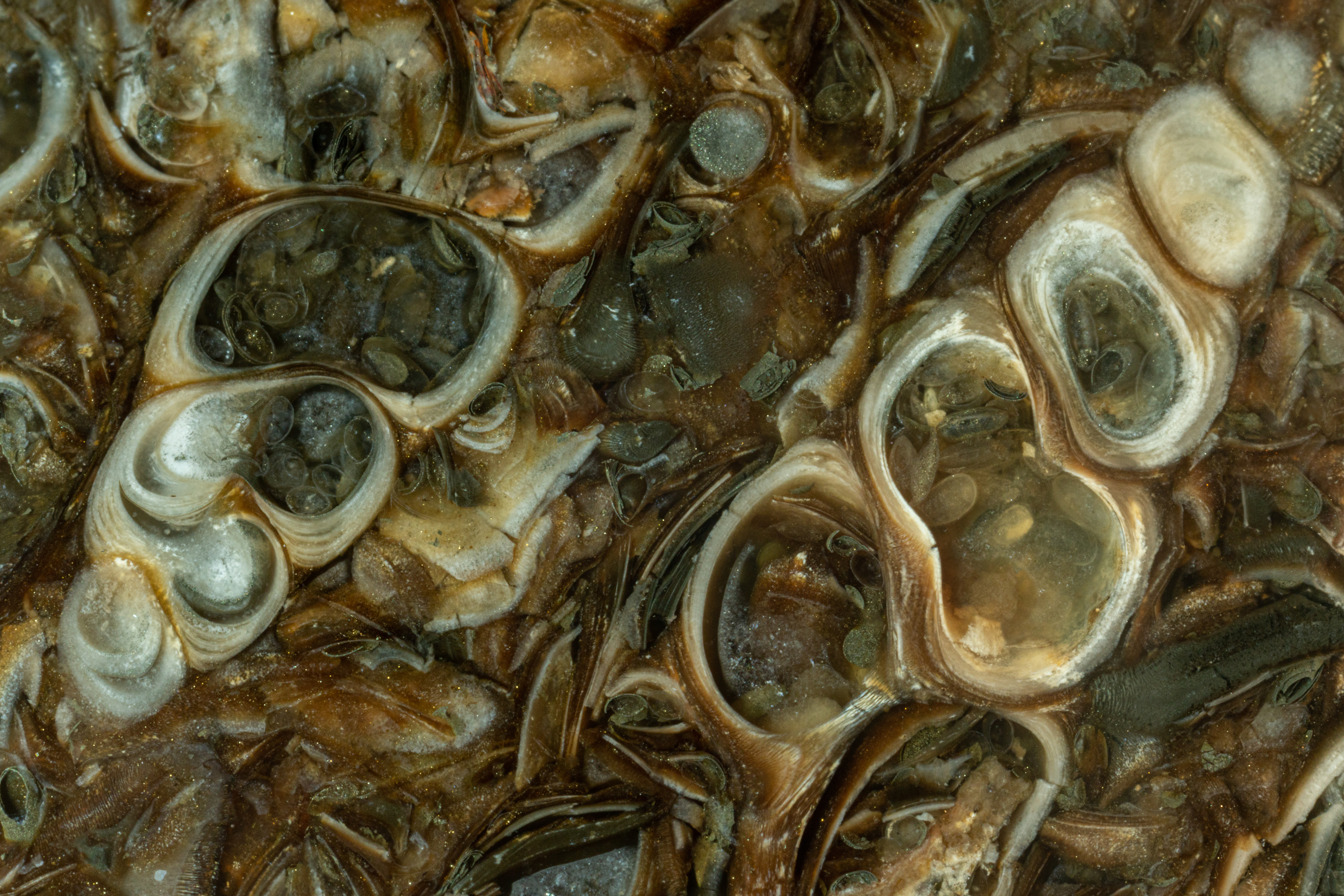 Turritella Agate