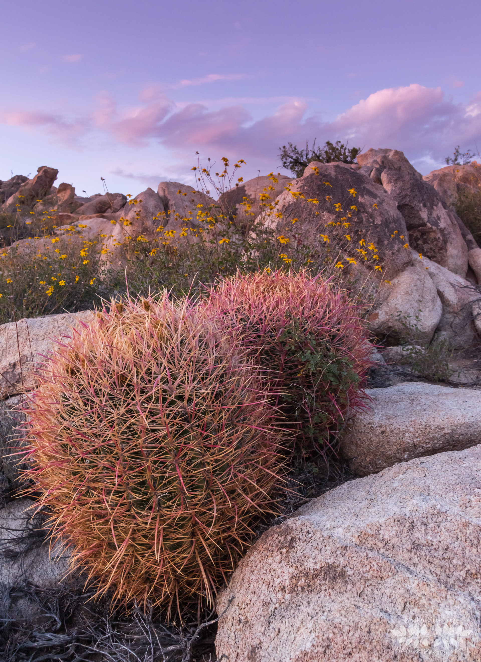 California Barrel Cactus
