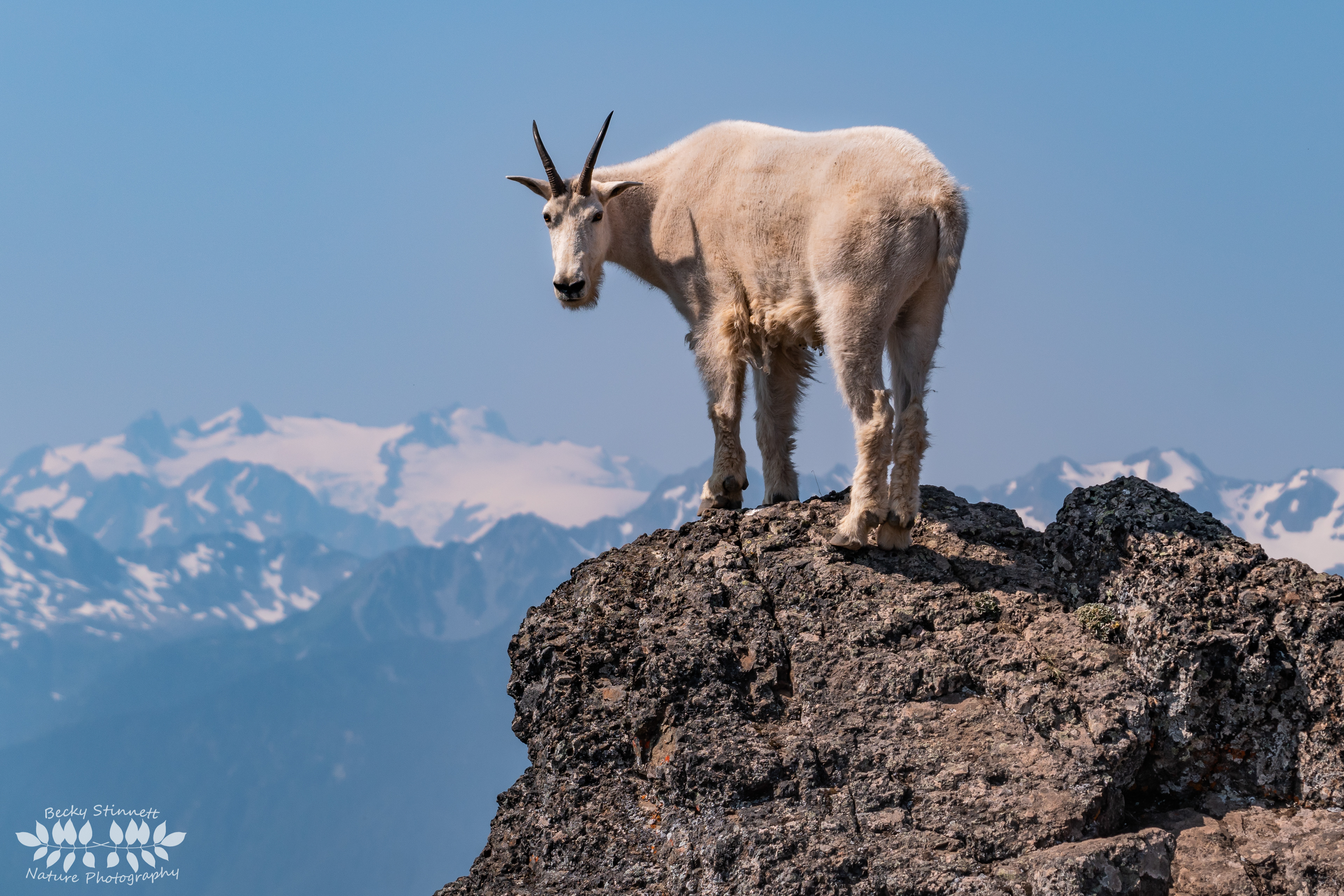 Goat Pose
