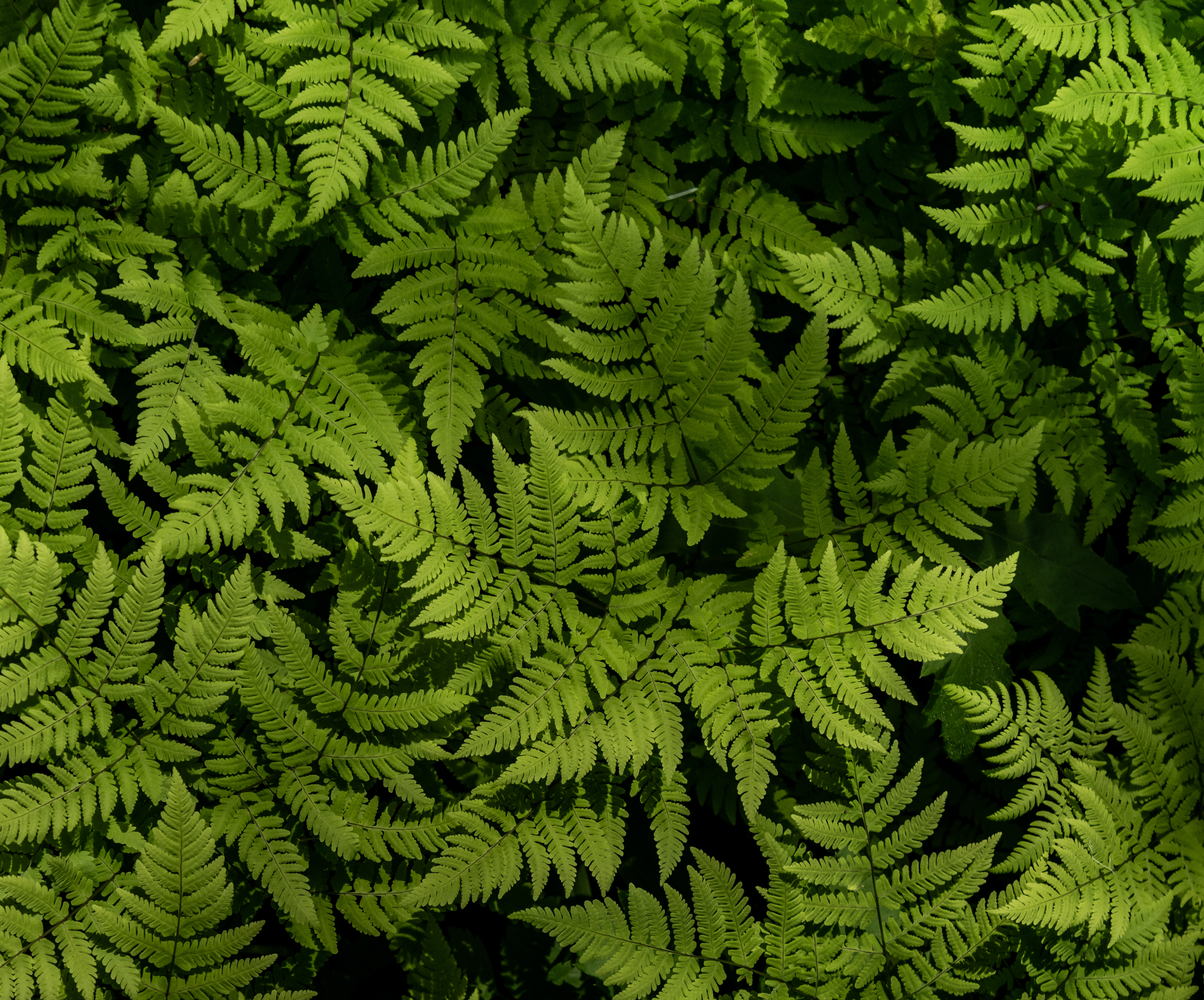 Lady Fern Forest