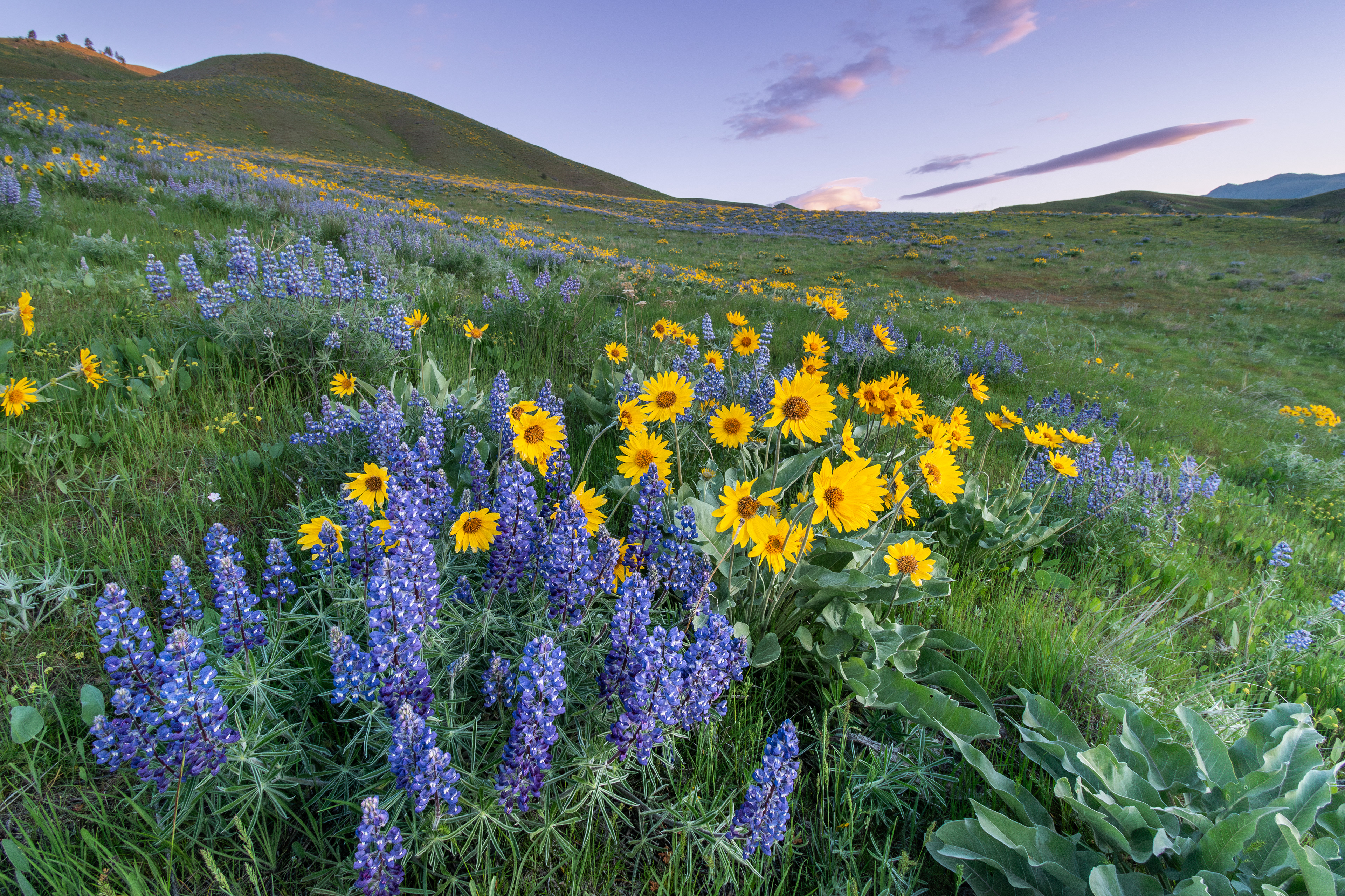 Sage Hills Sunrise