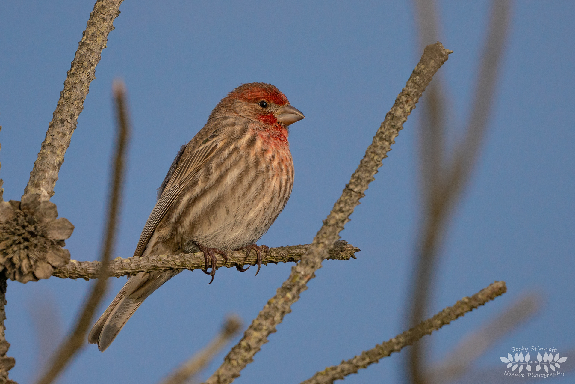 House Finch