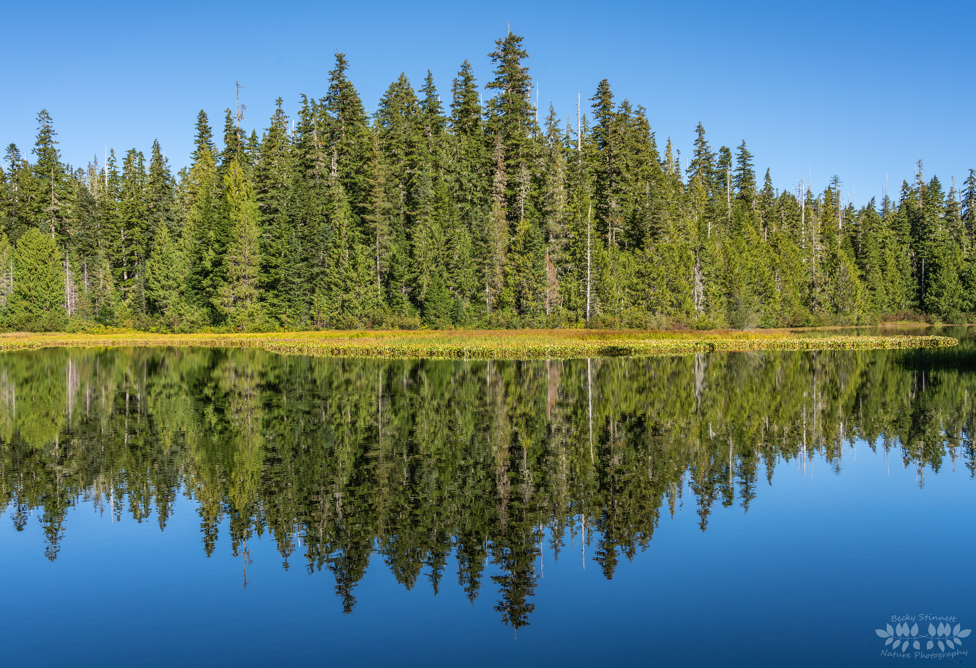 Alpine Reflections