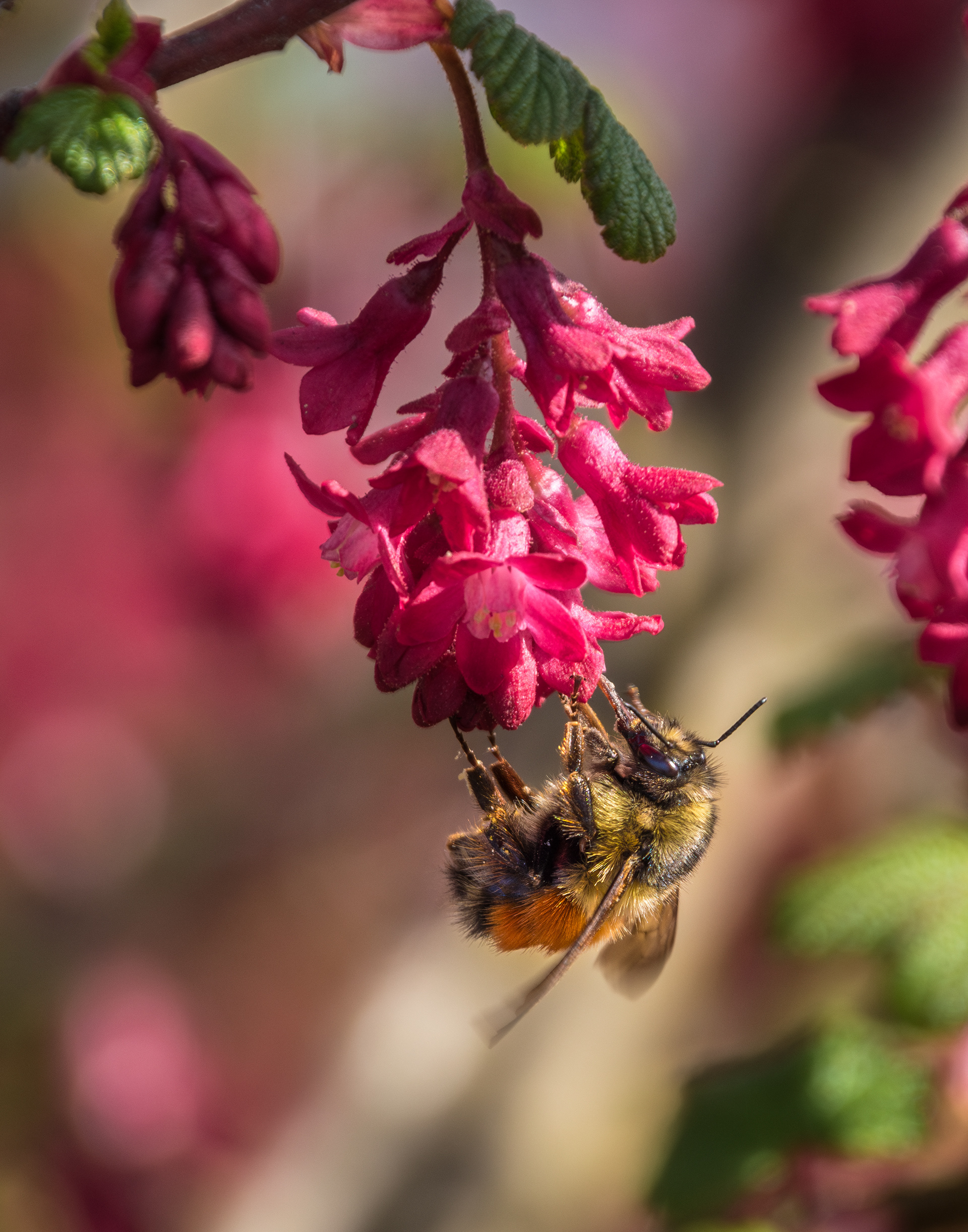 Springtime Bumblebee
