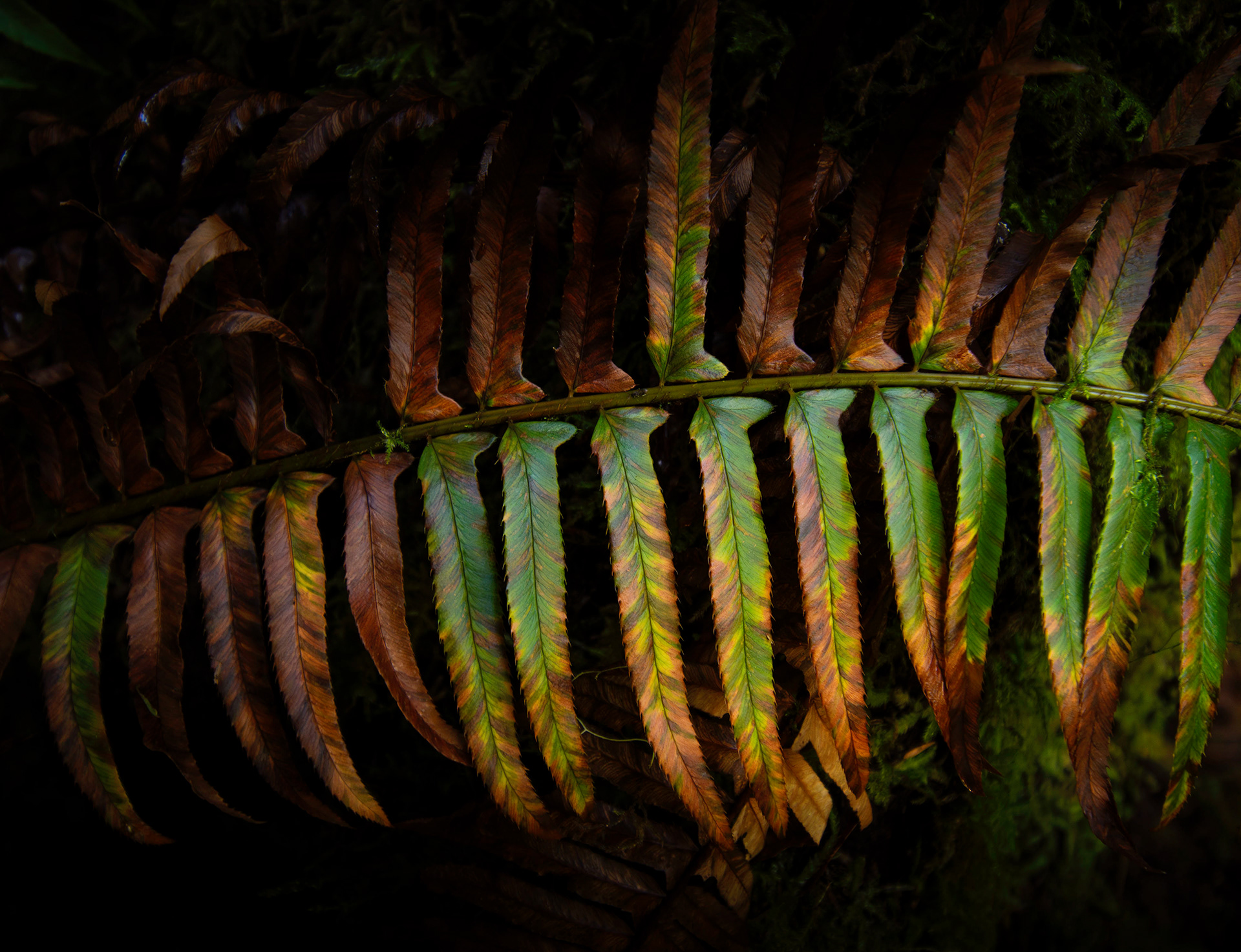 Lifecycle of a Fern