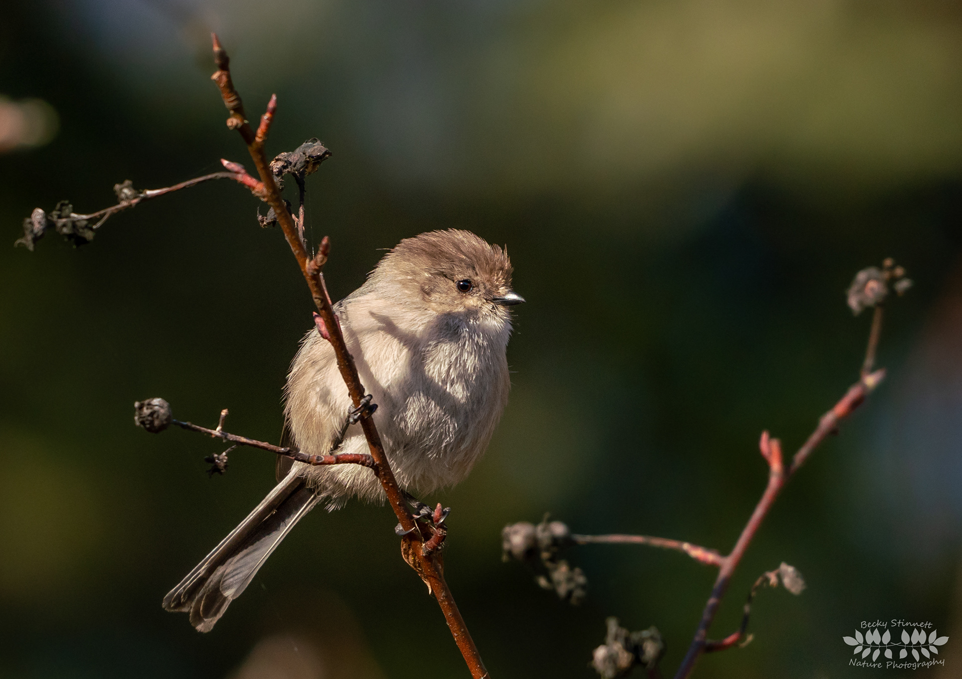 Bushtit