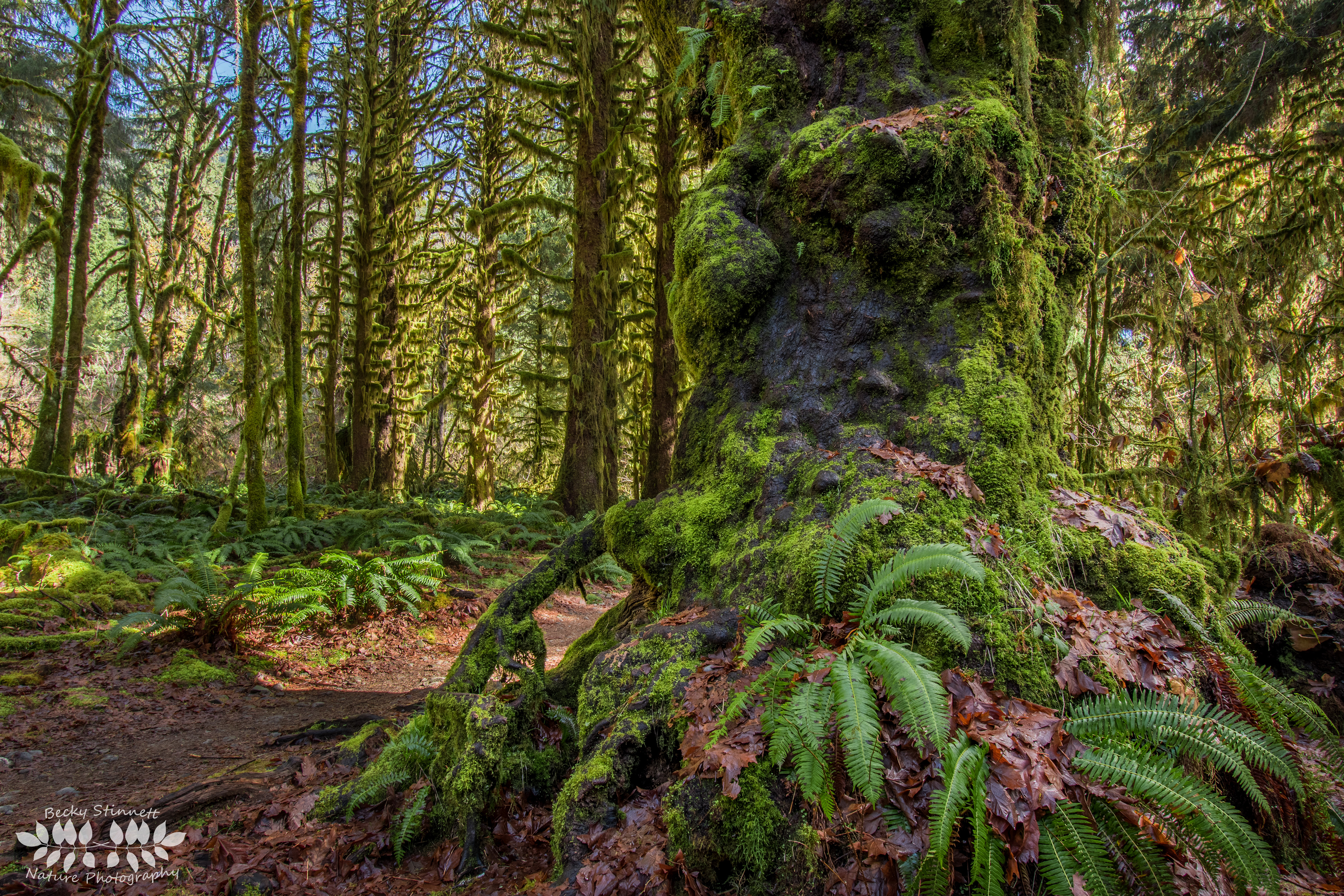 Hoh Rainforest