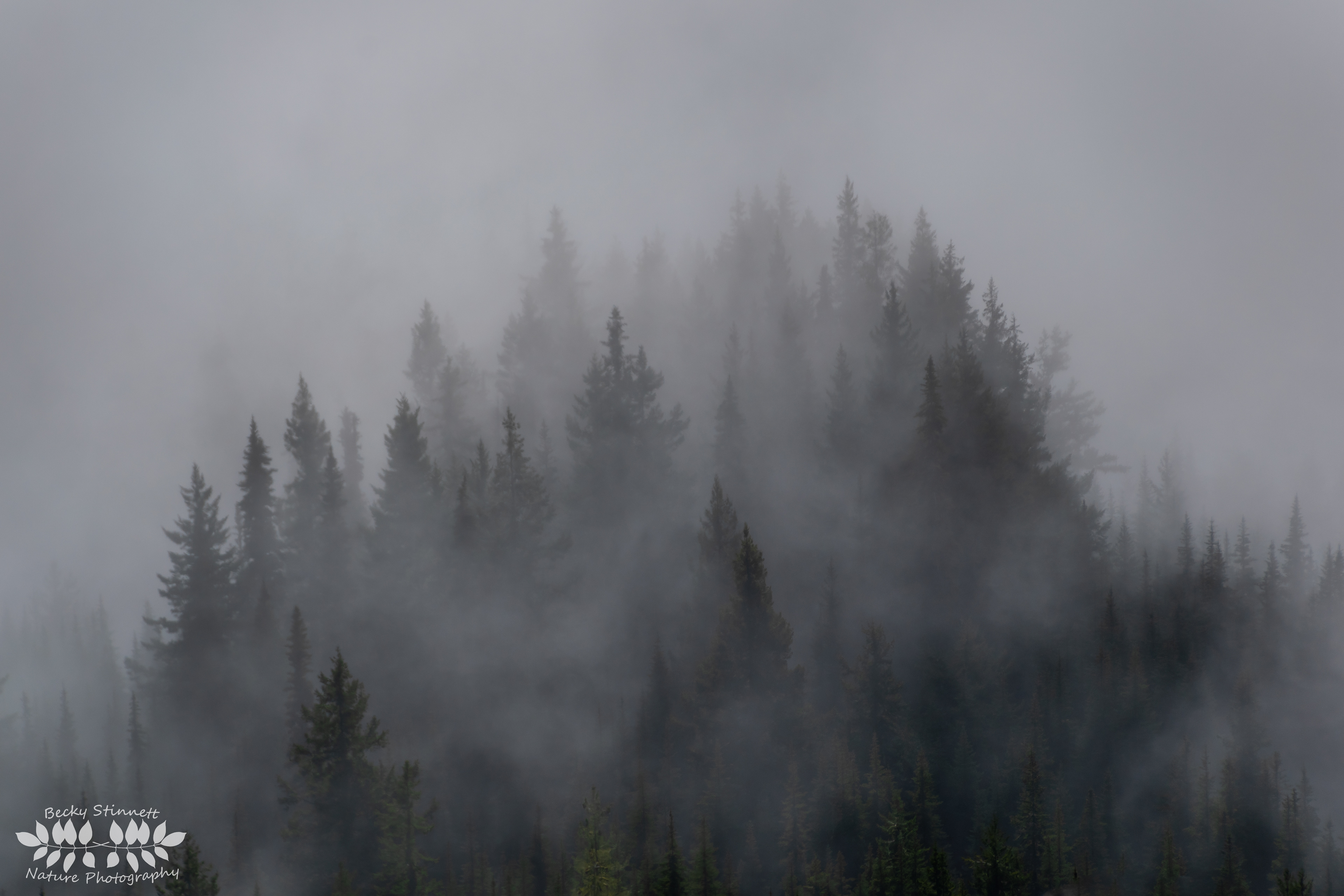 Misty Forest