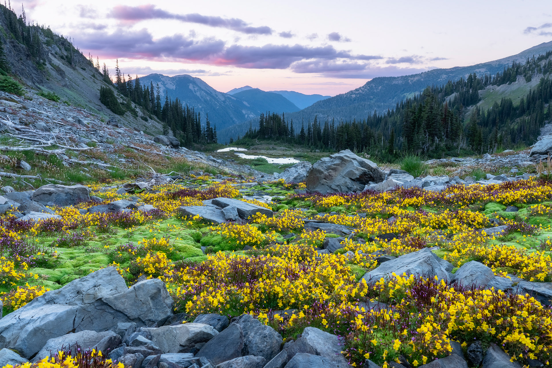 Gray Wolf Basin (wide)