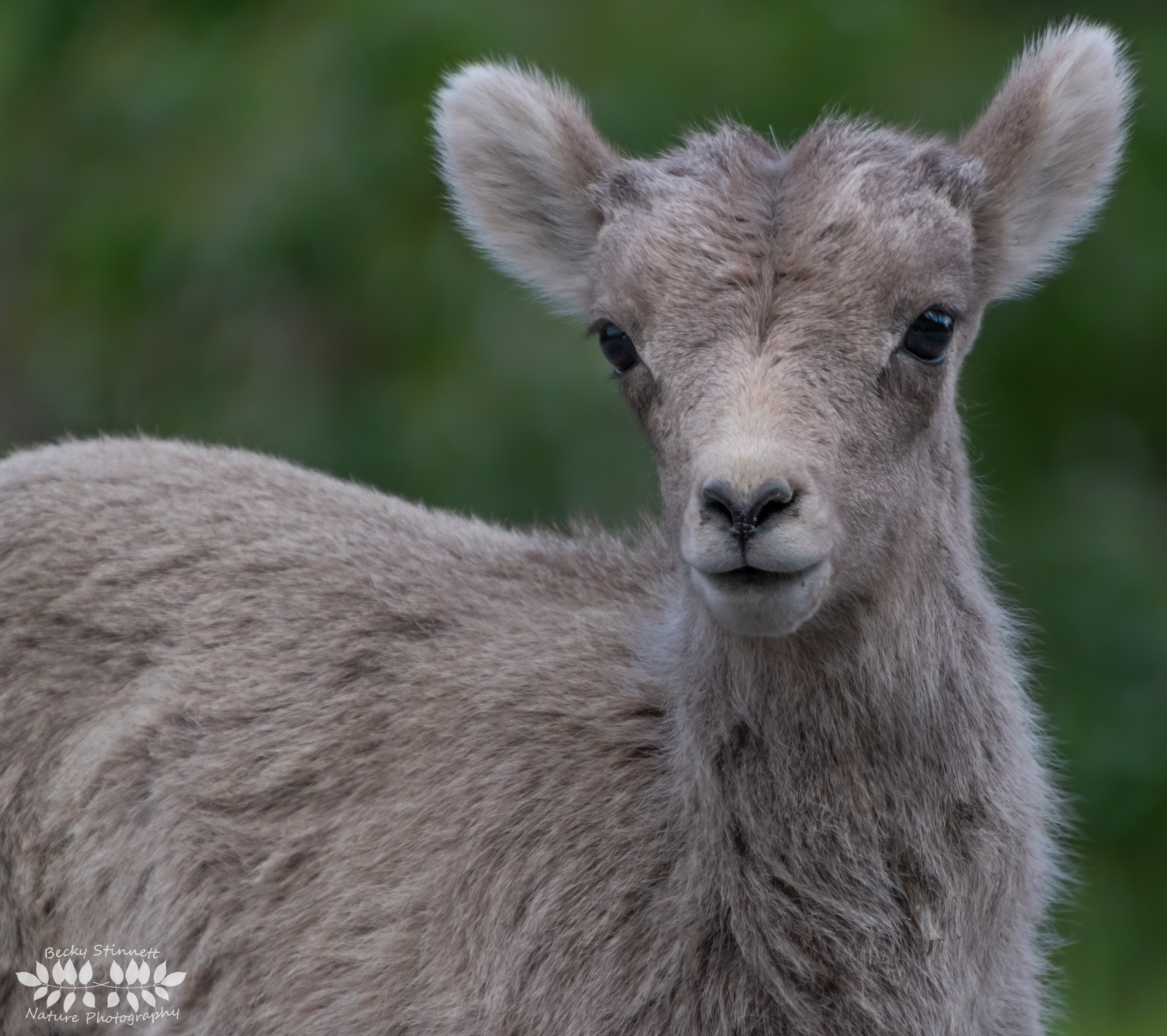 Baby Bighorn