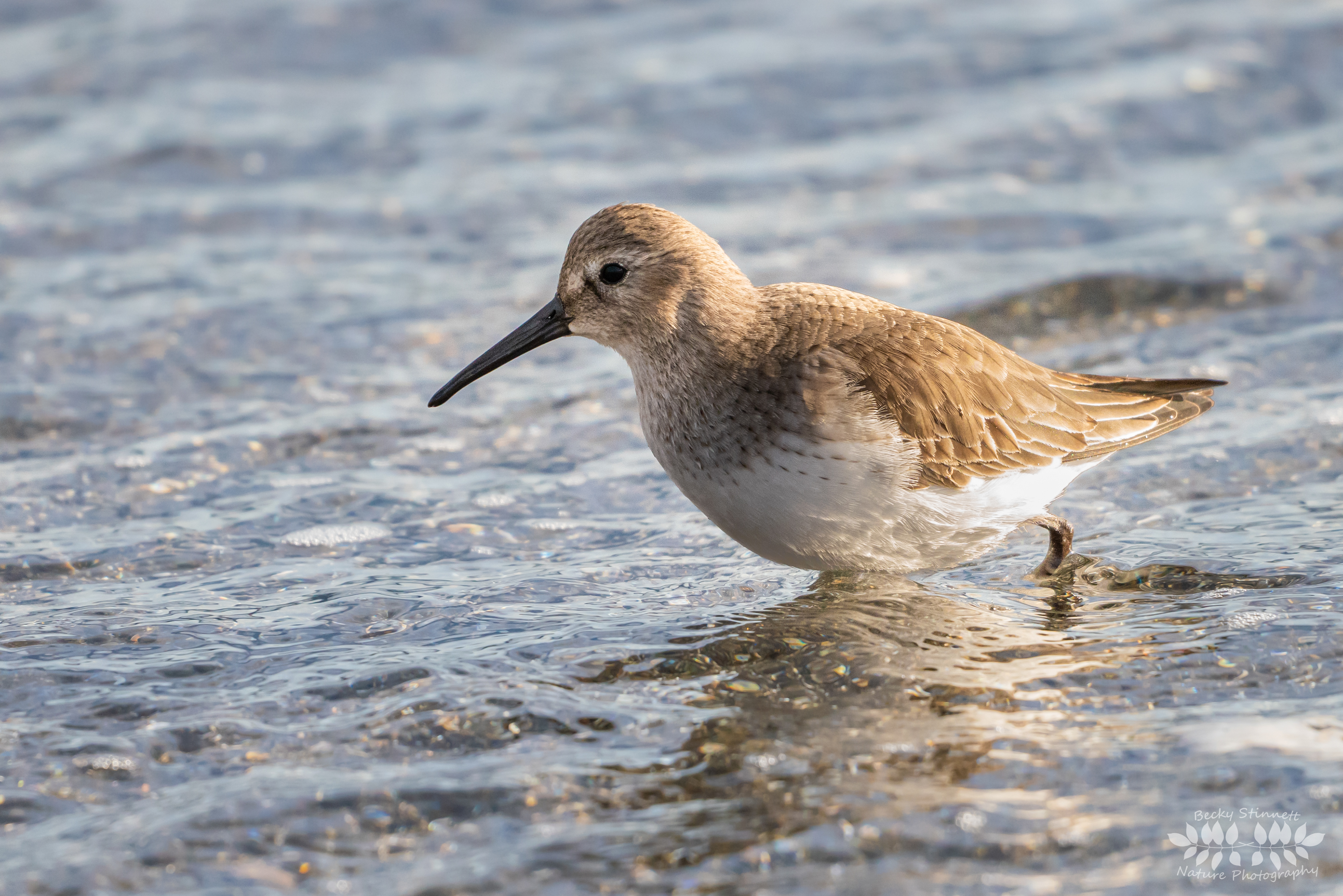 Dunlin