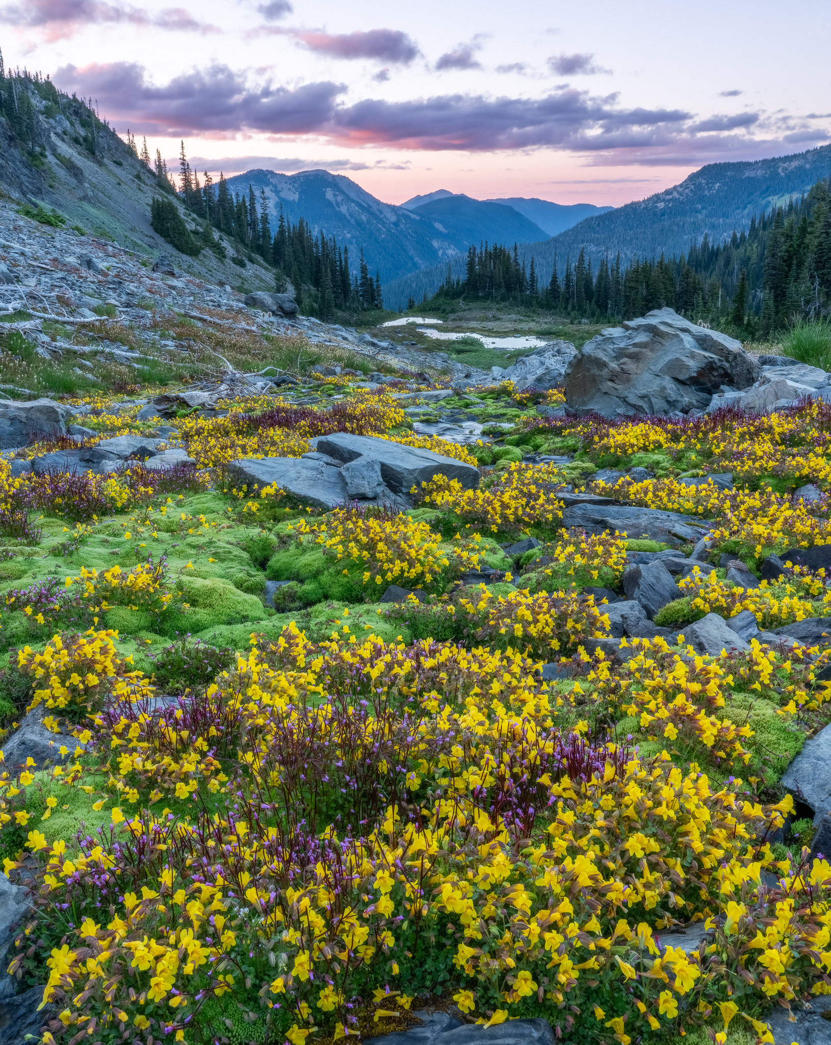 Gray Wolf Basin