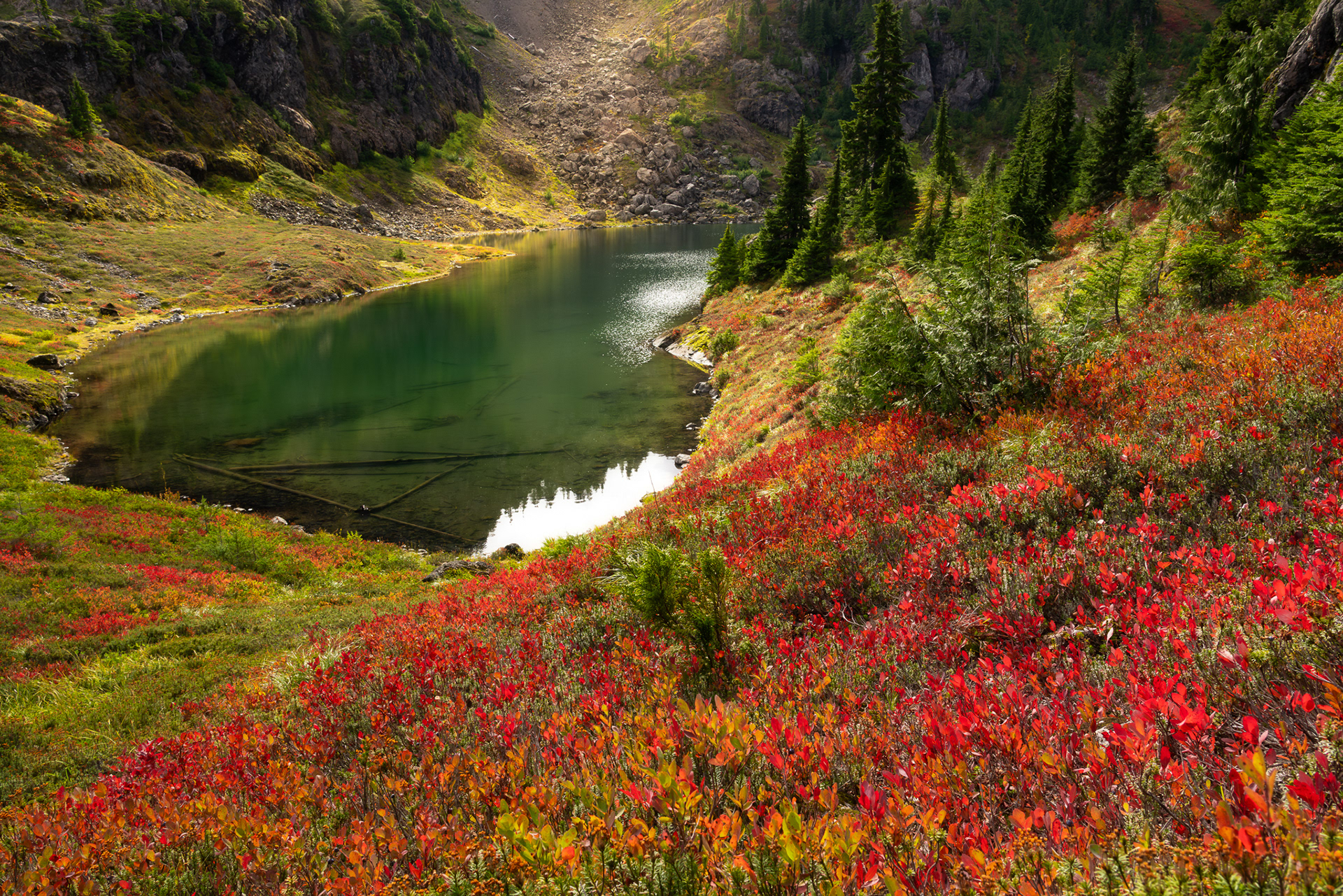 East Shore Blueberries