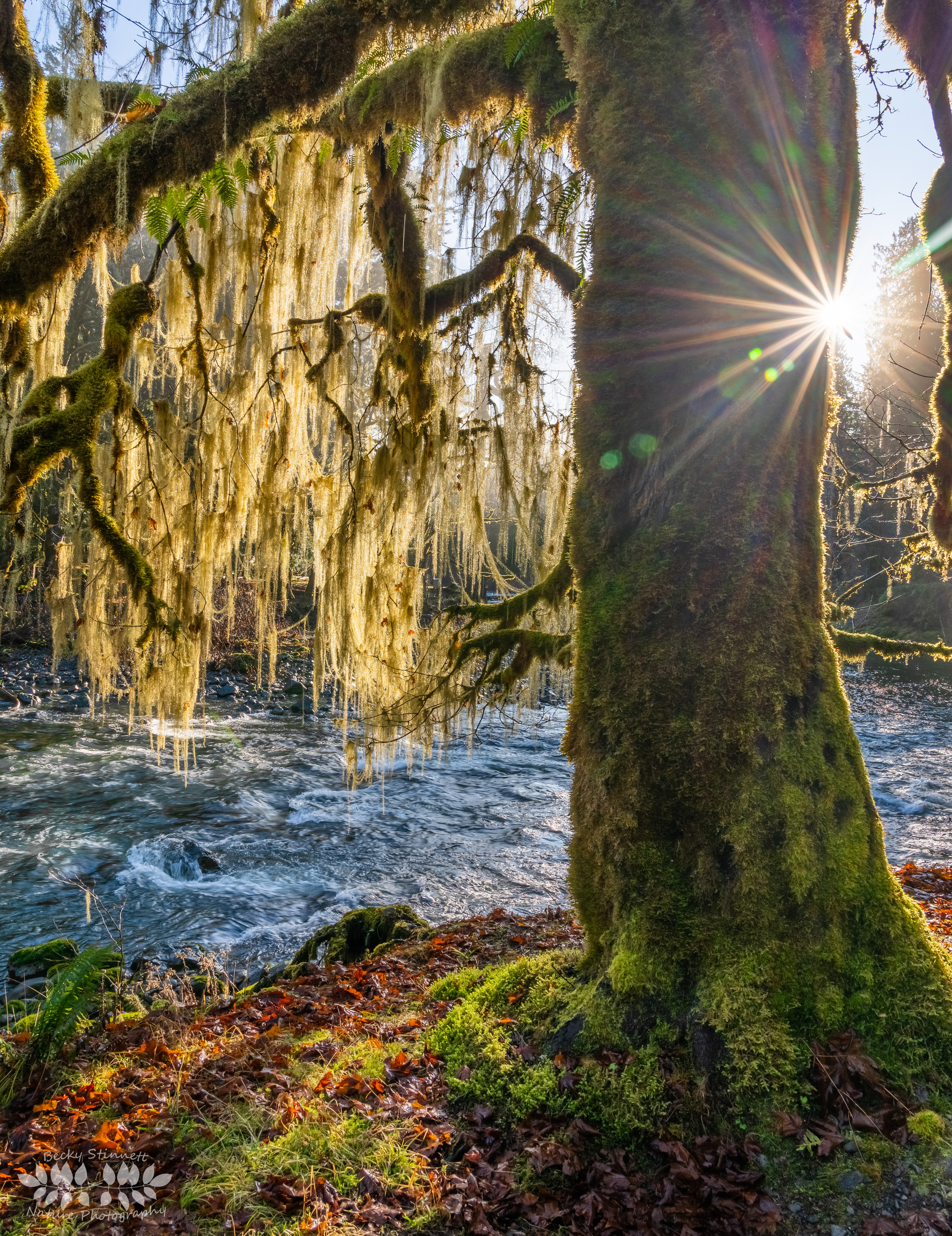 Skokomish Moss