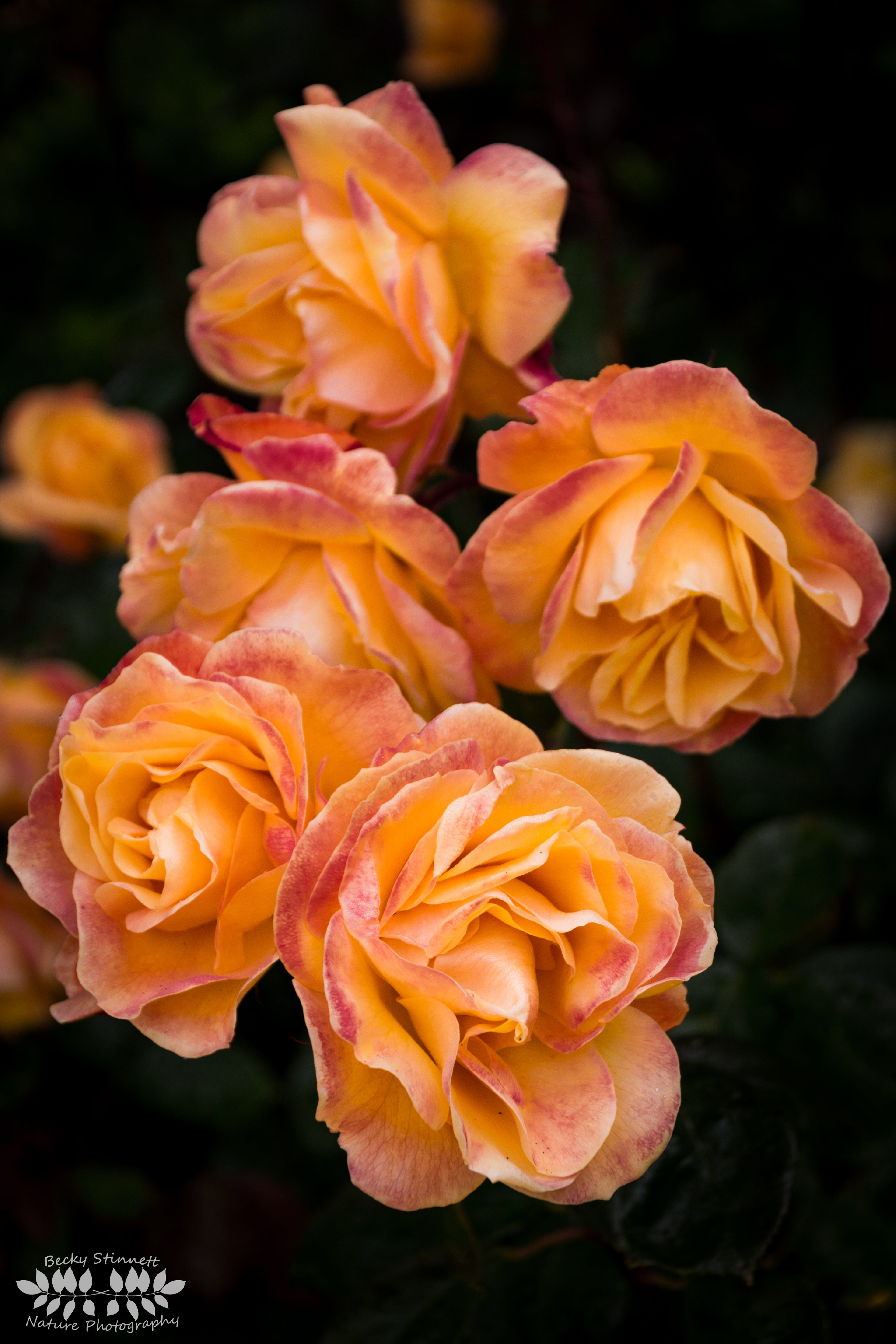 Rose Bouquet