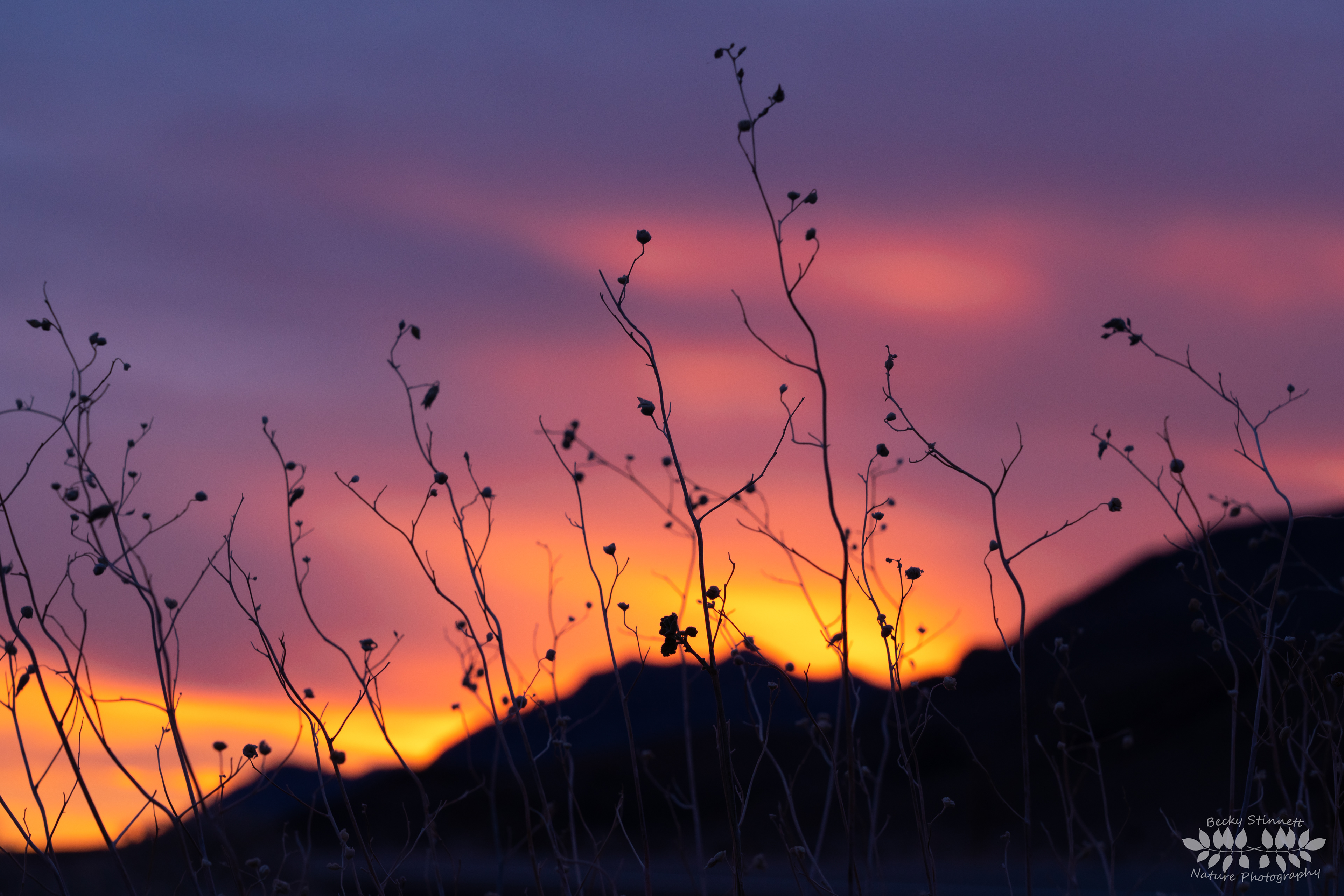 Nevada Sunset