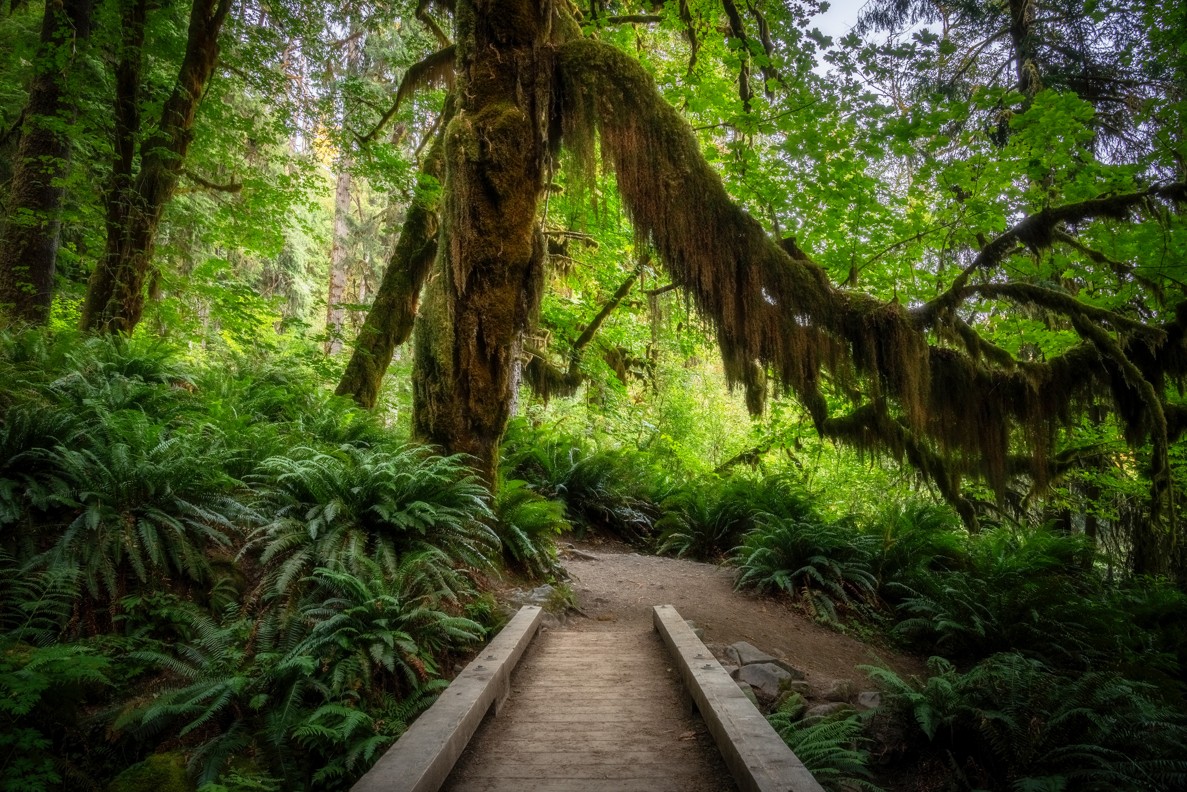Hoh River Fairytale