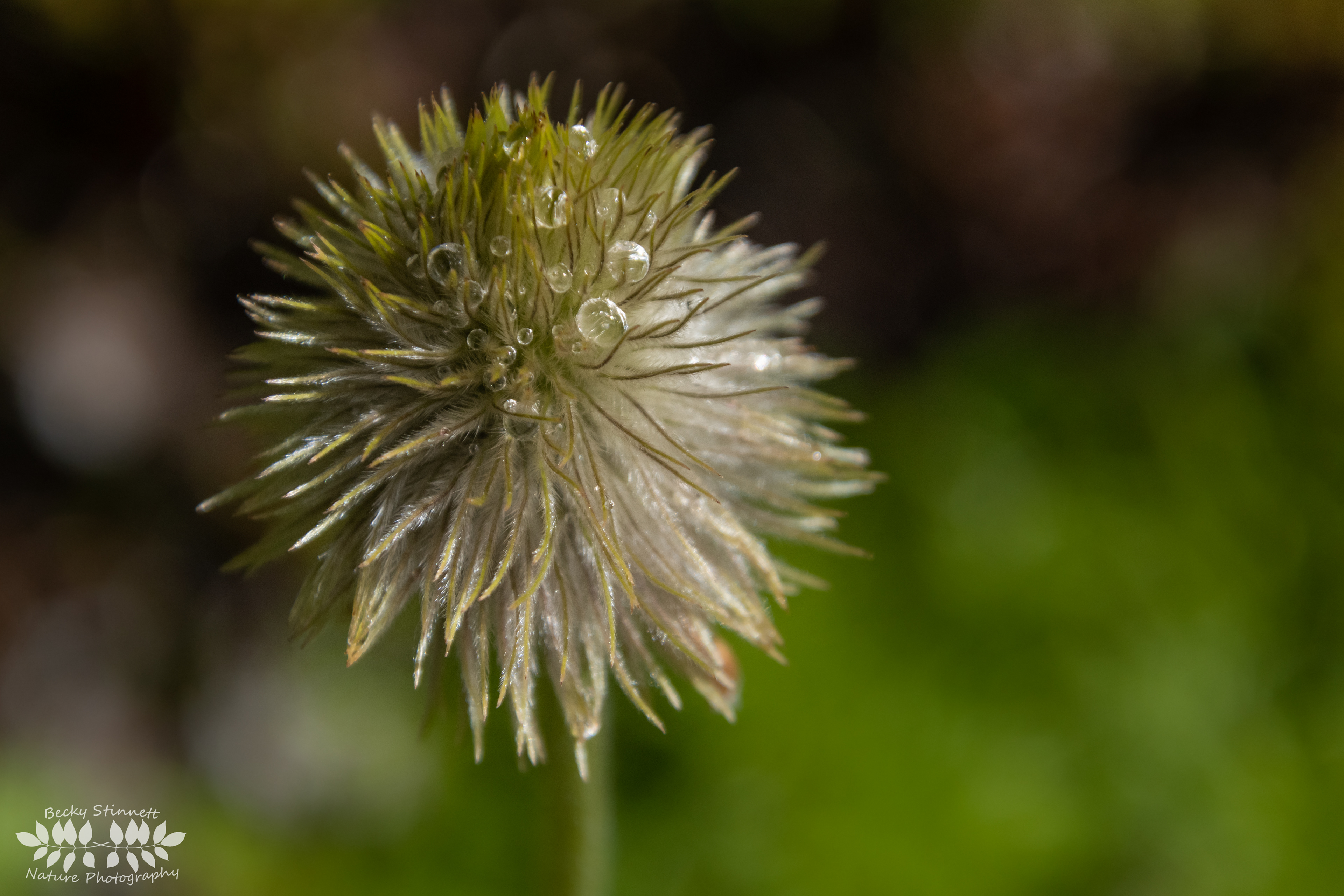 Anemone Dewdrops