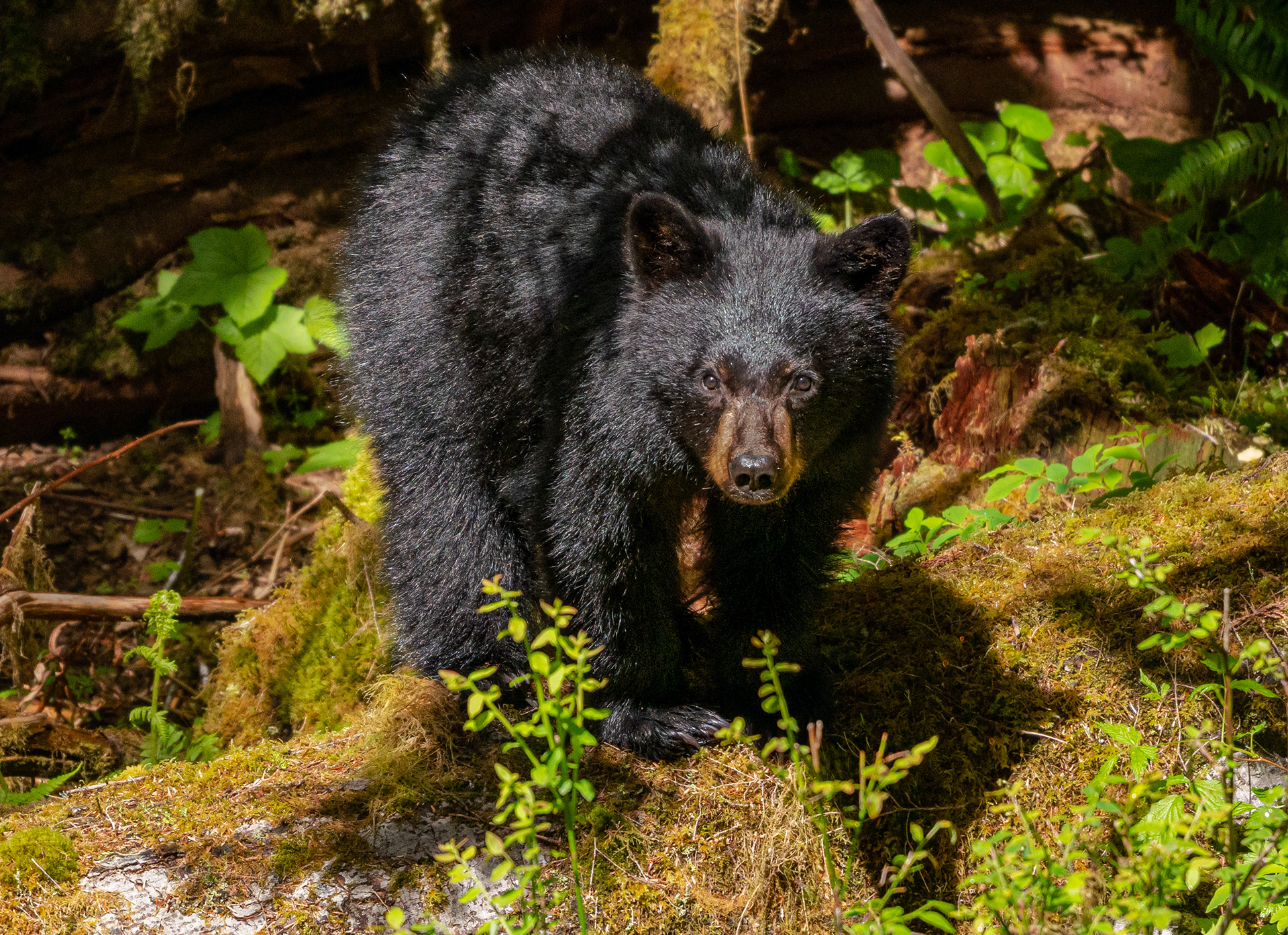 Quinault Cub