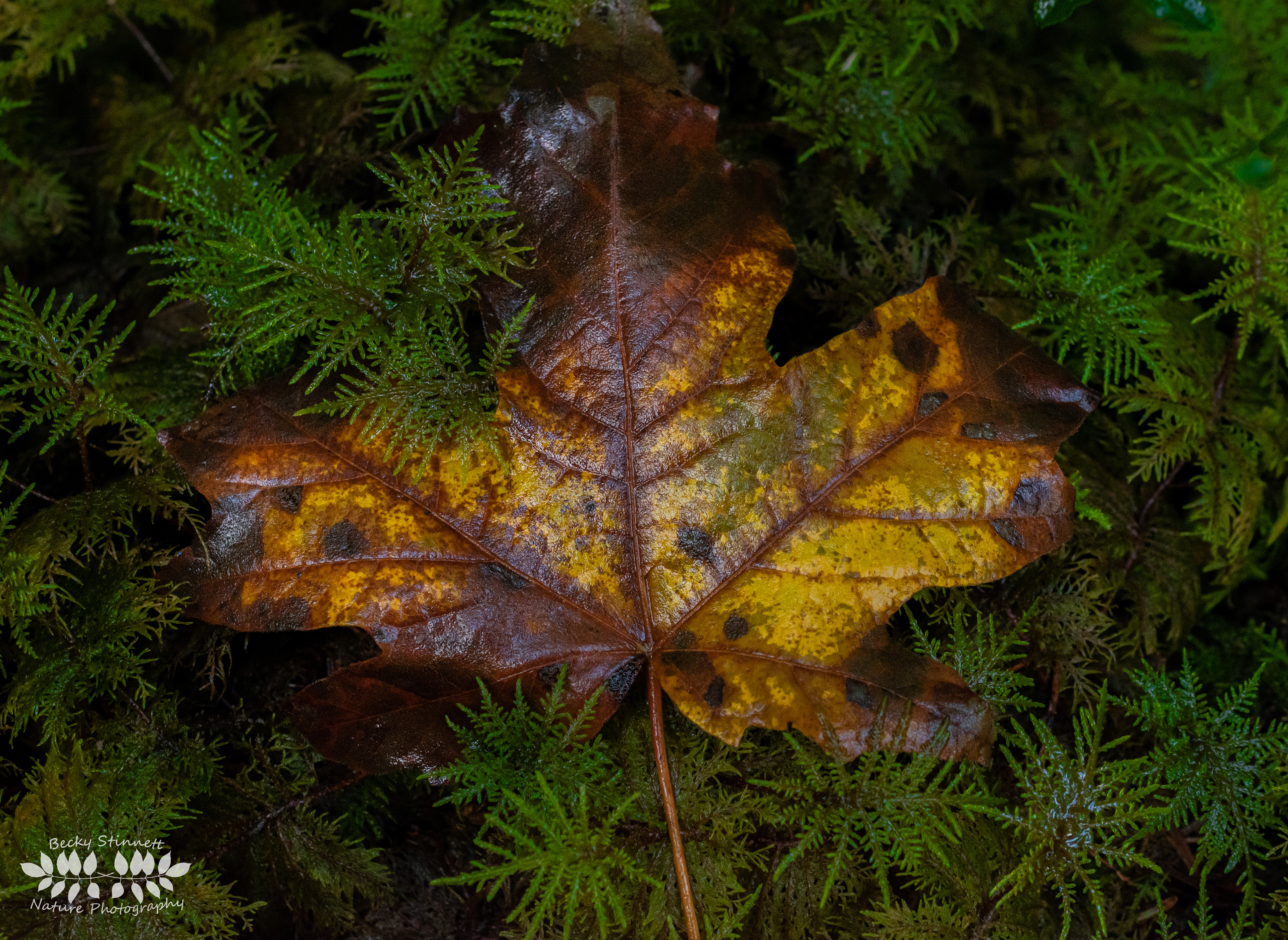 Fallen Leaf