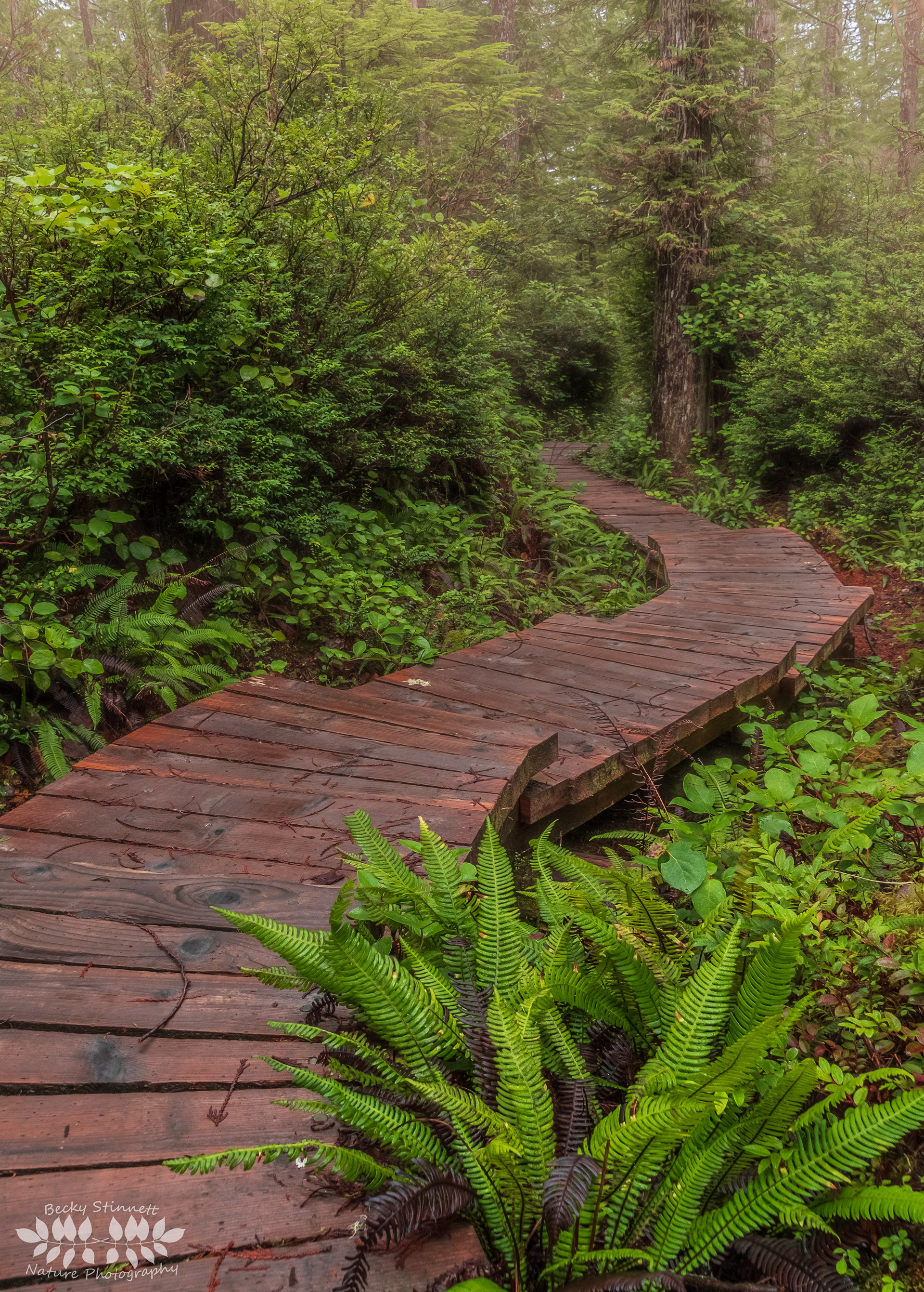 Coastal Boardwalk