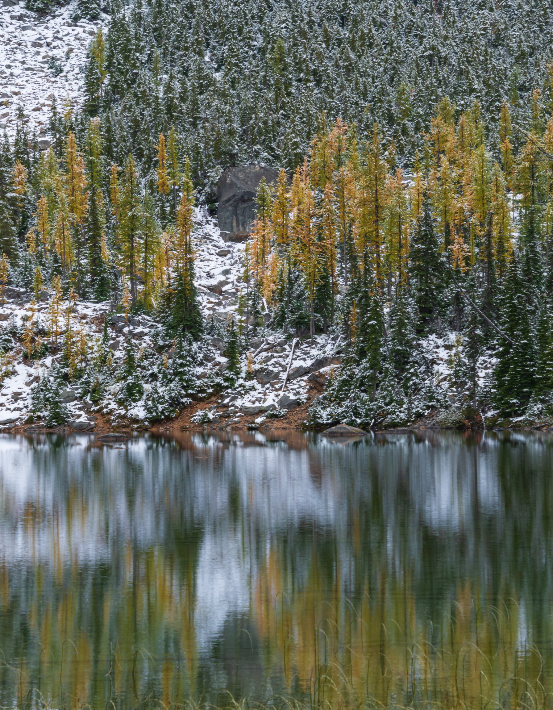 Tamarack Reflections