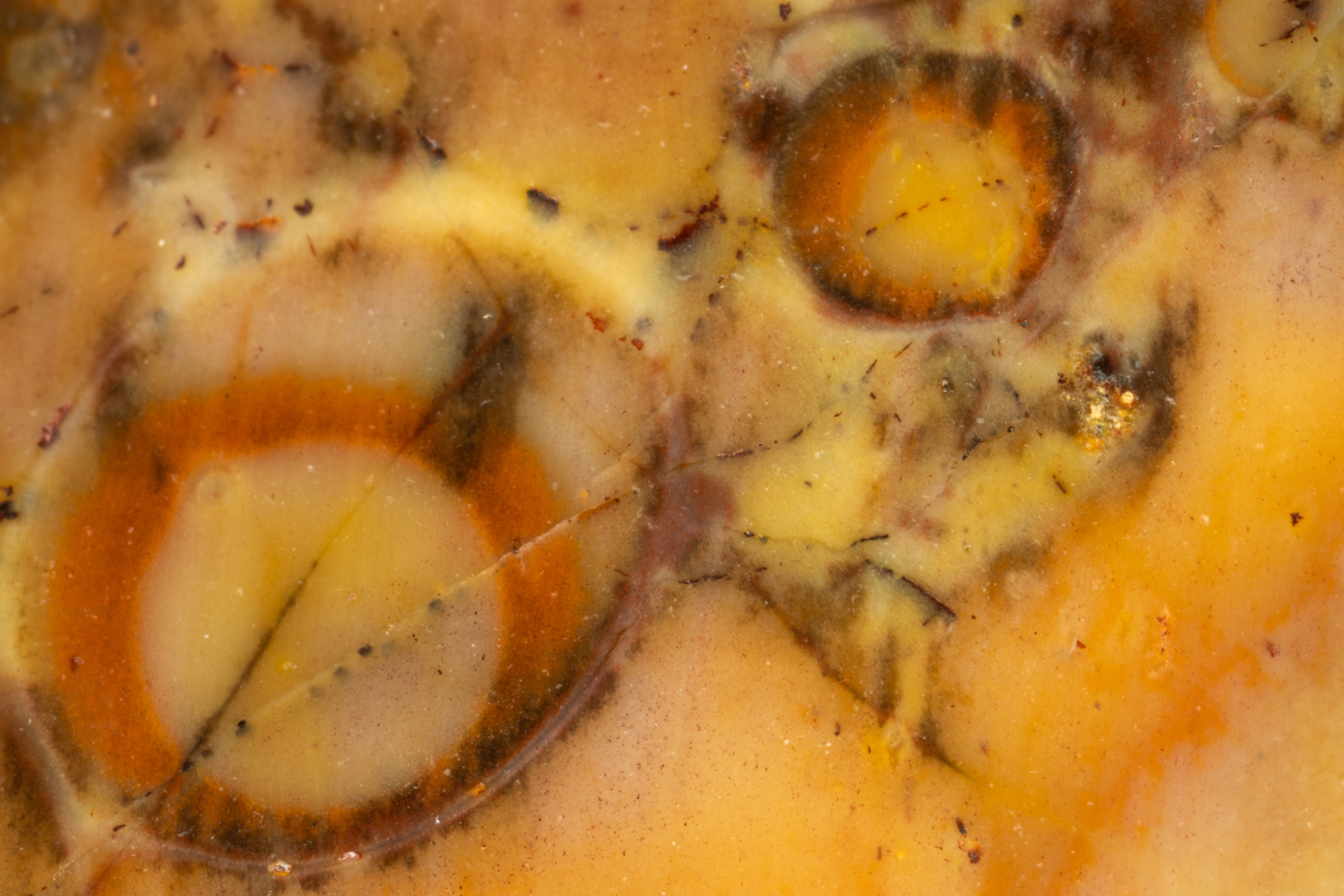 Birds Eye Jasper