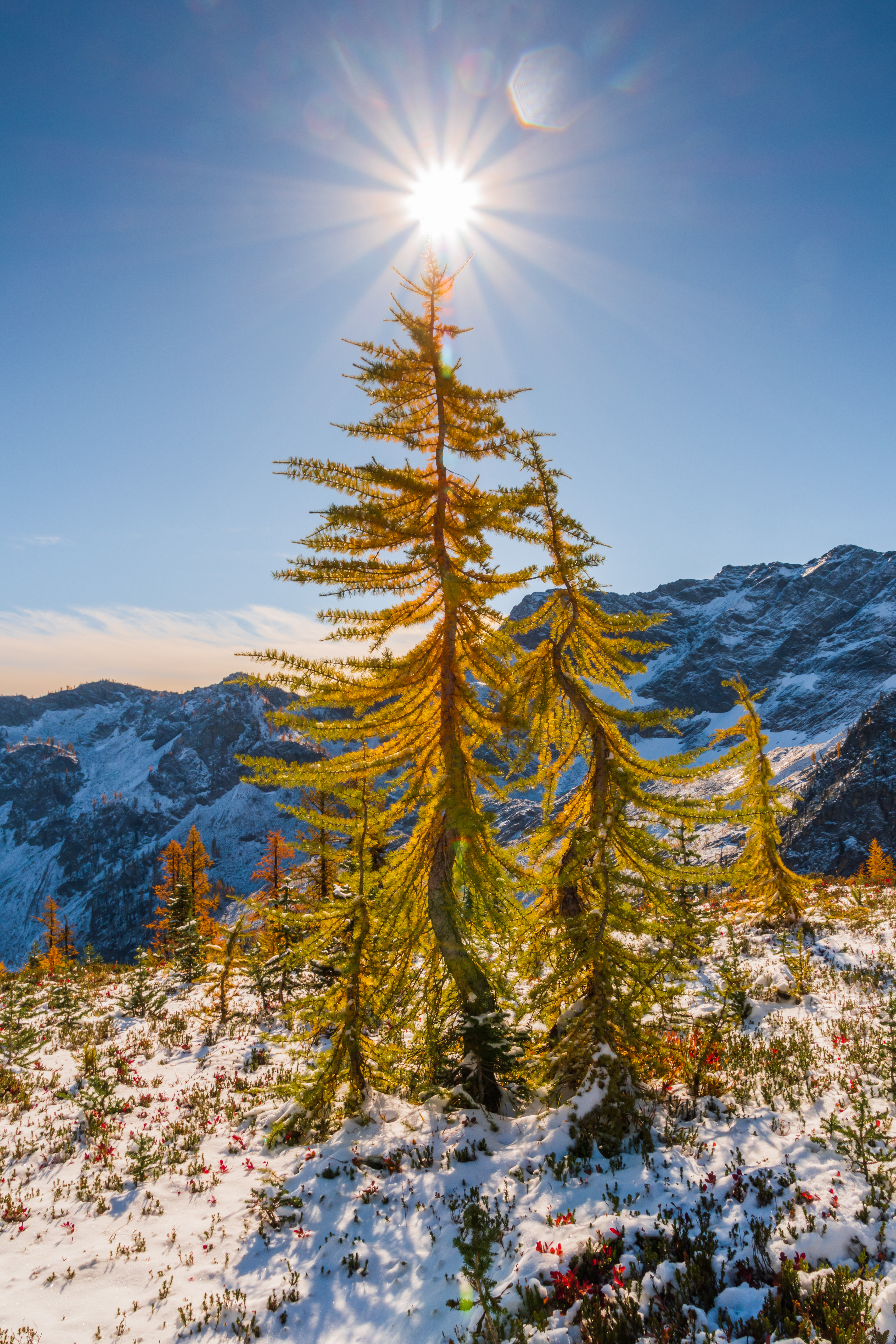Larchmas Tree