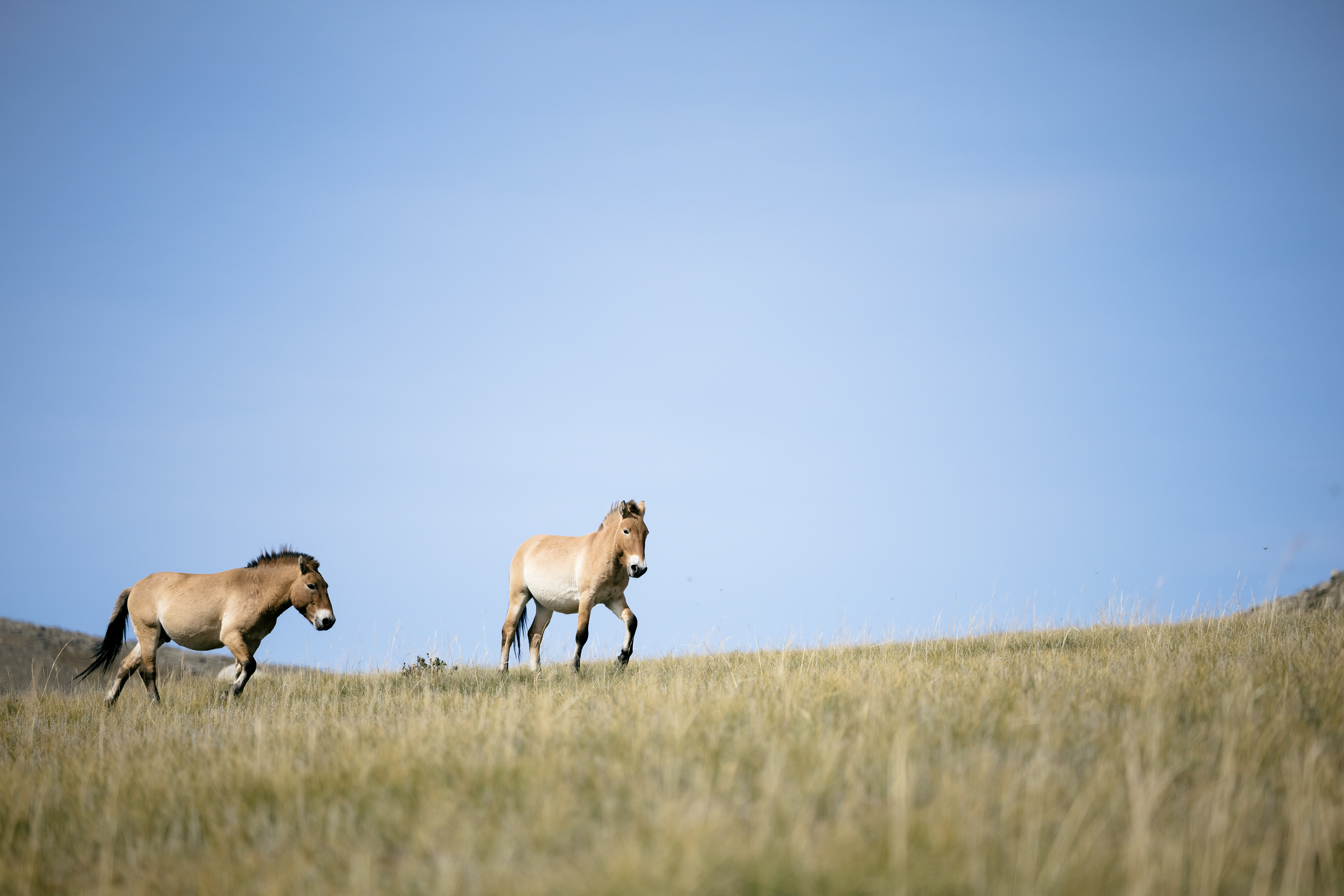 Wild przewalski horses – Khustai-Nationalpark