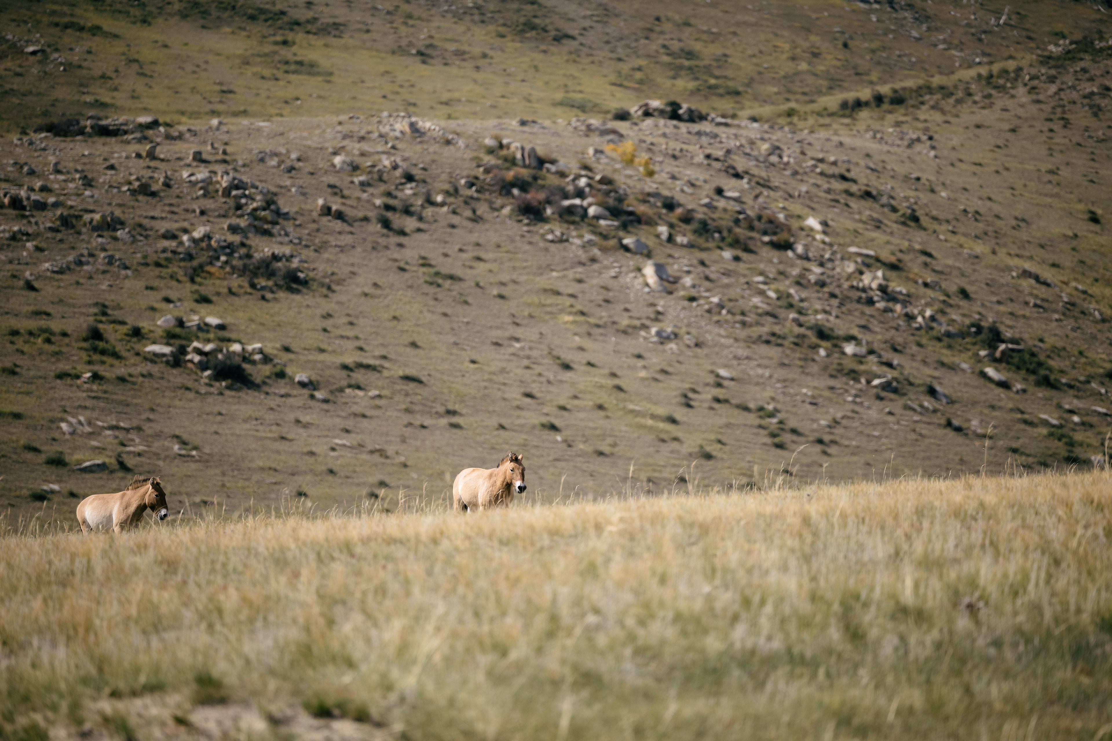 Wild przewalski horses – Khustai-Nationalpark