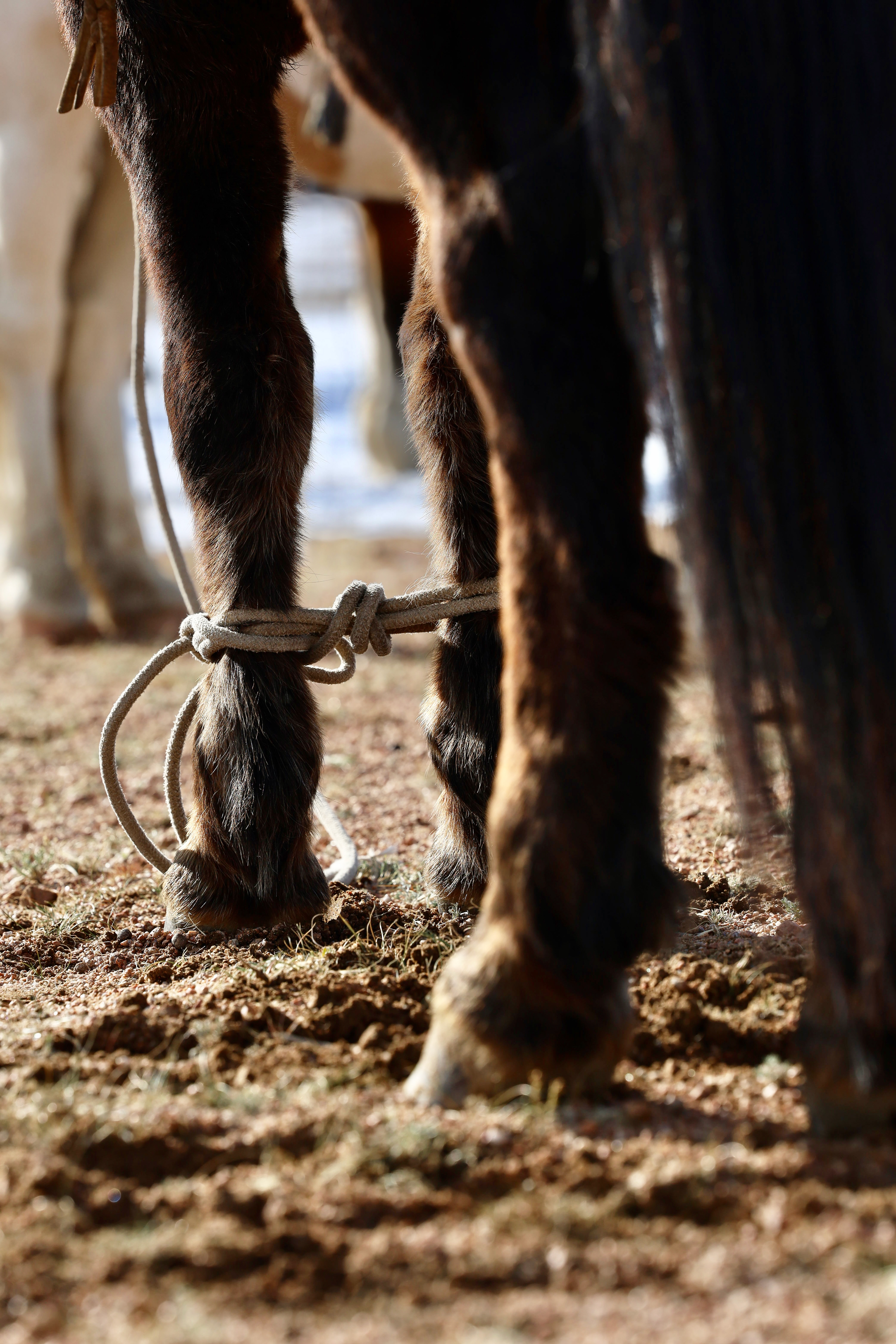 The art of tying up horses 