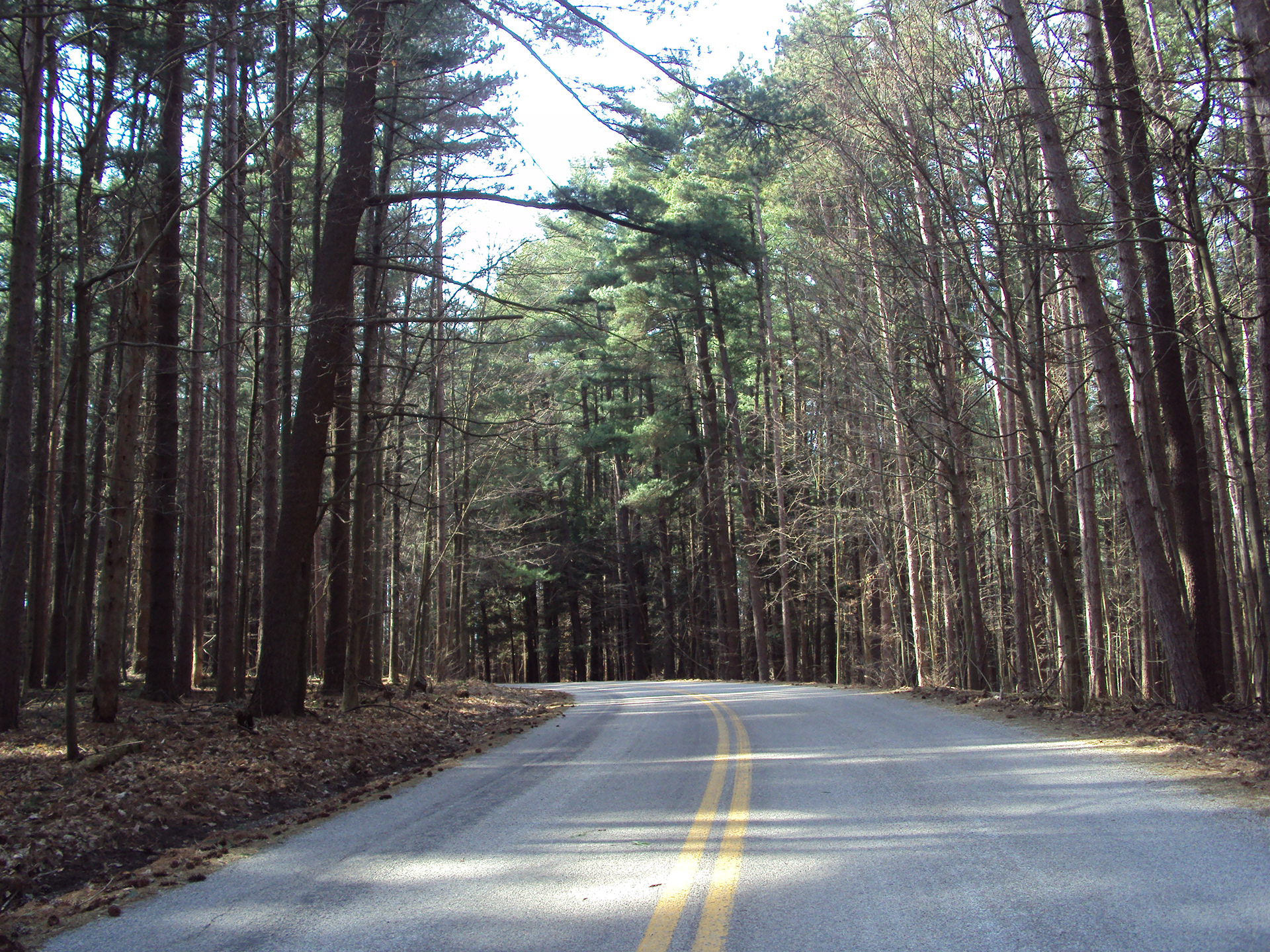 Winding Road | Mohican State Park (2023)