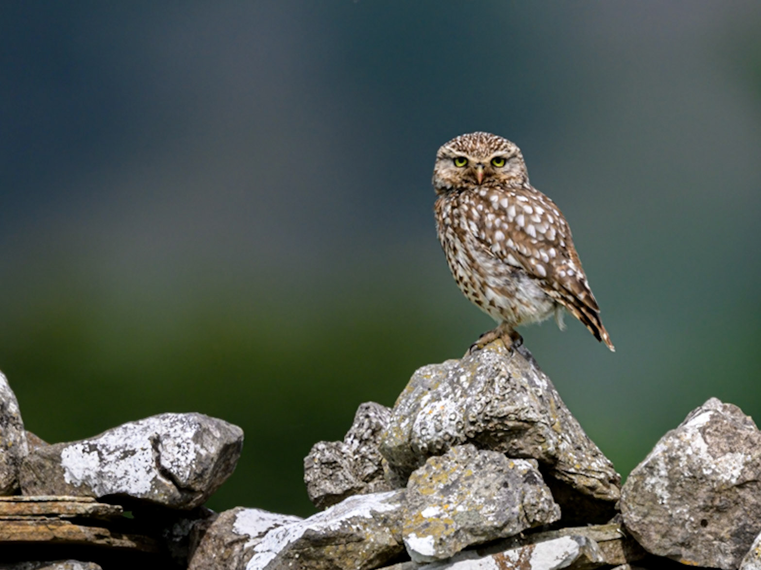 Little Owl Watching Me